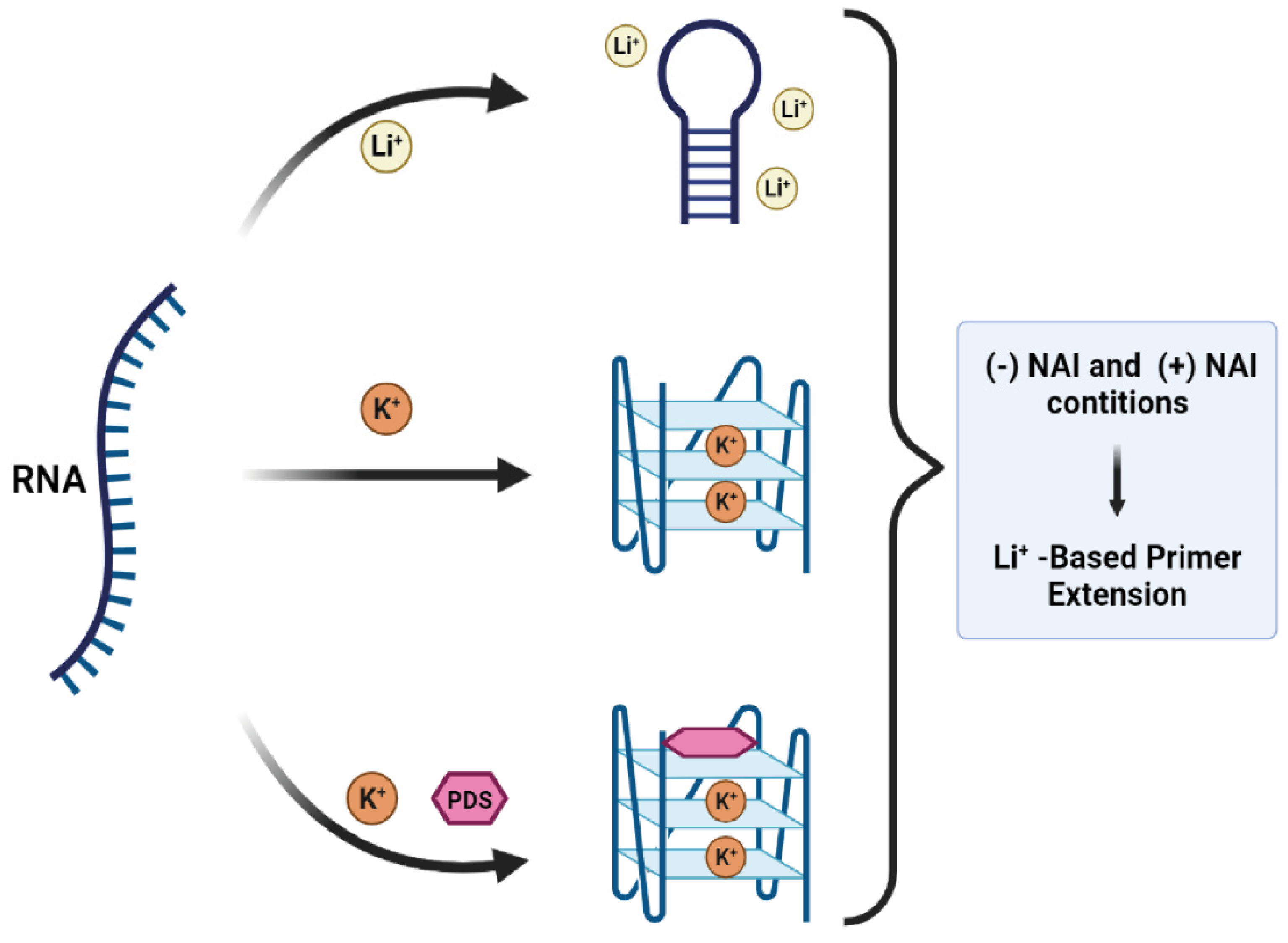 Molecules 26 06164 g007