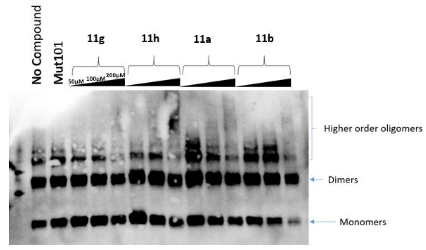 Molecules 26 06203 g005