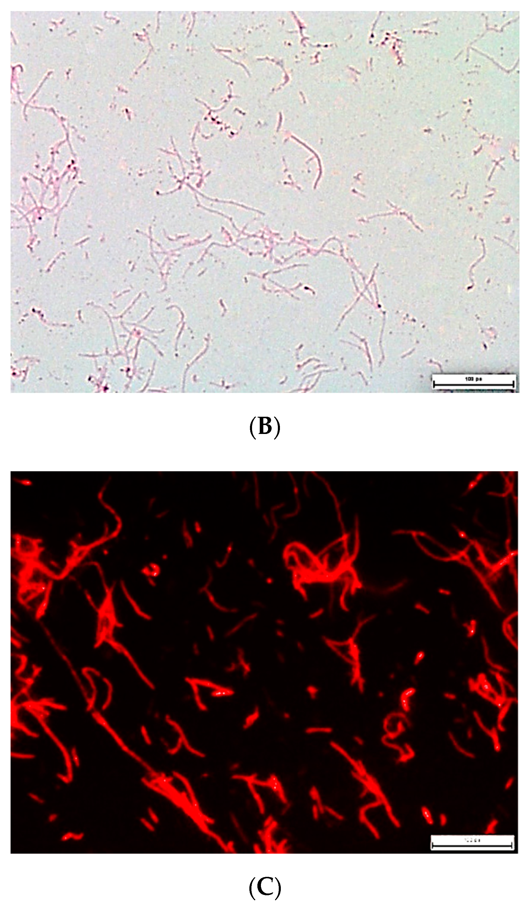 Molecules 27 04338 g001b