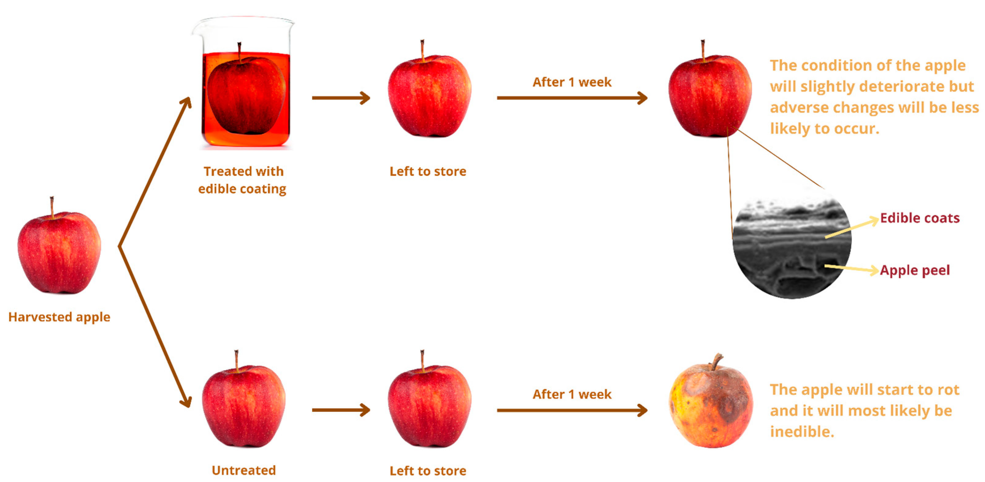 Molecules 27 05604 g004