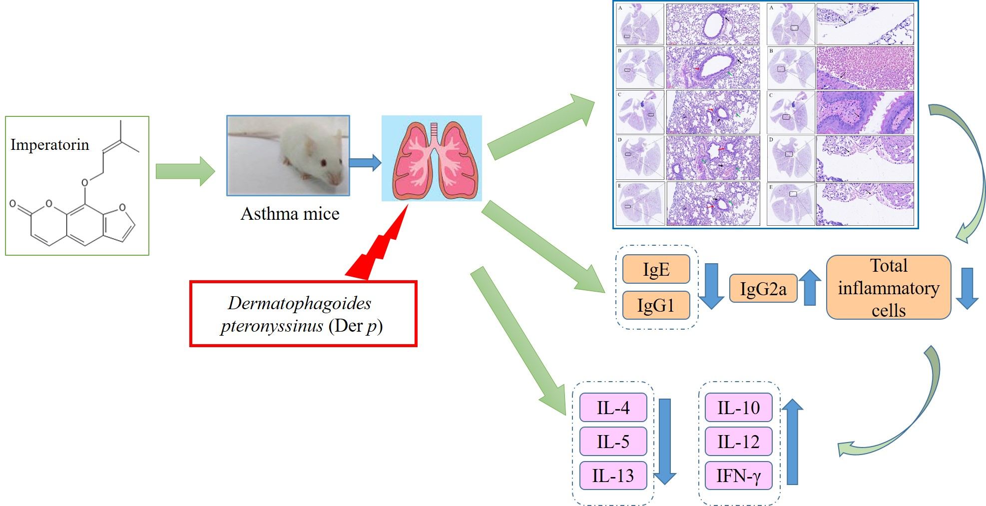 Molecules Free Full Text Ameliorative Effect Of Imperatorin On