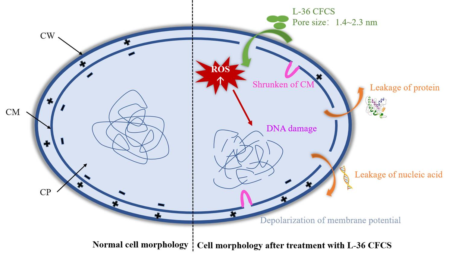 Molecules Free Full Text Antibacterial Effect Of Cell Free