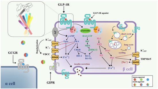 Molecules Free Full Text GLP 1R Signaling And Functional Molecules