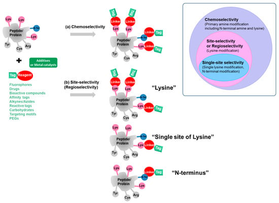 Development And Recent Advances In Lysine And N Terminal Bioconjugation