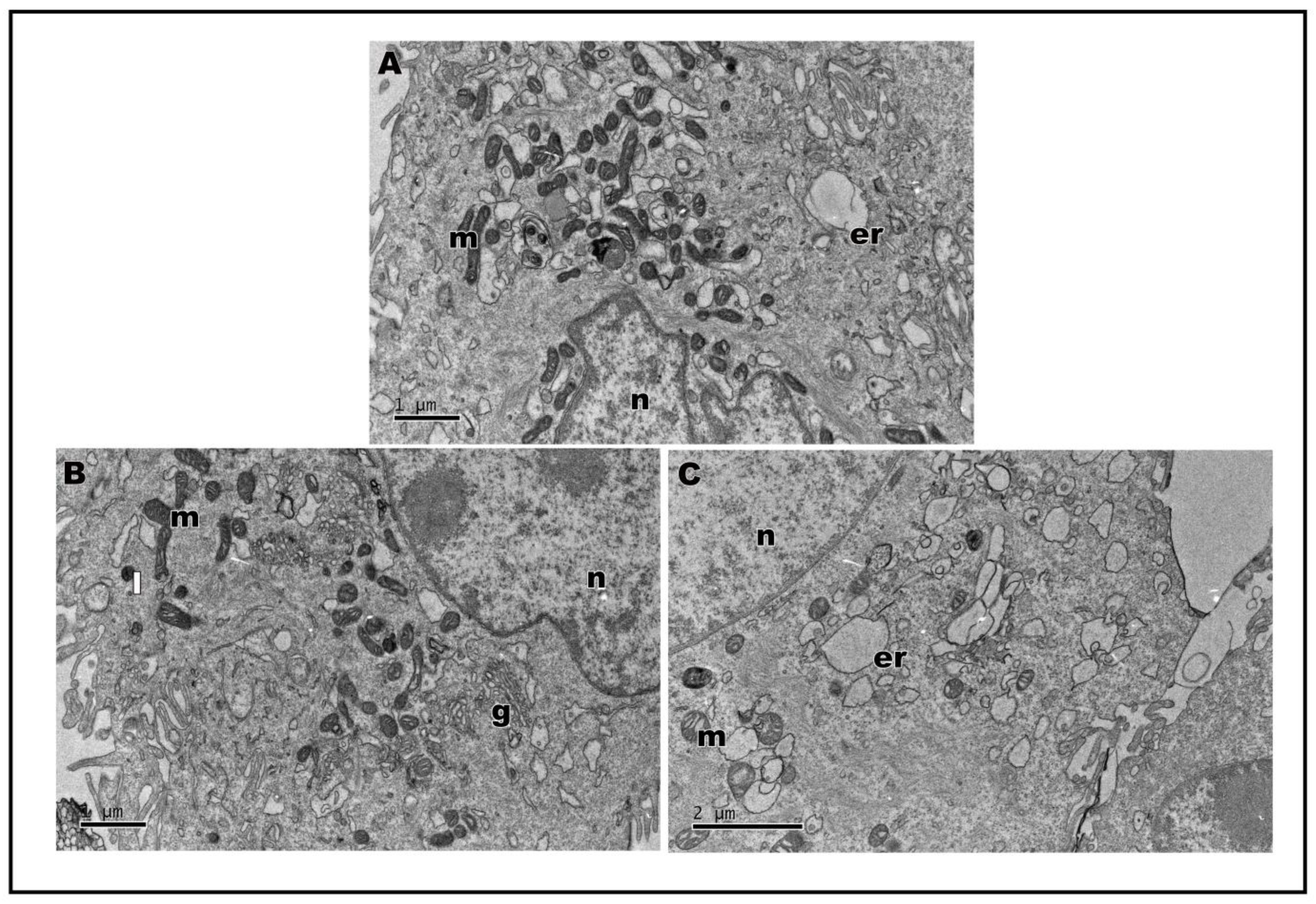Molecules 28 01219 g006 Molecules 28 01219 g006