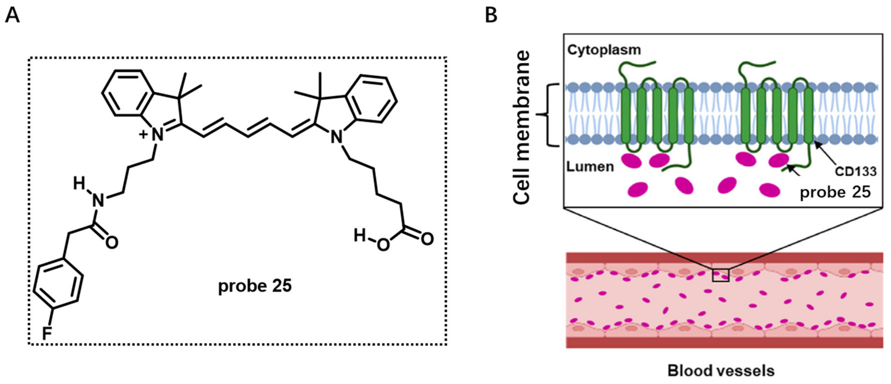 Molecules 28 01906 g025