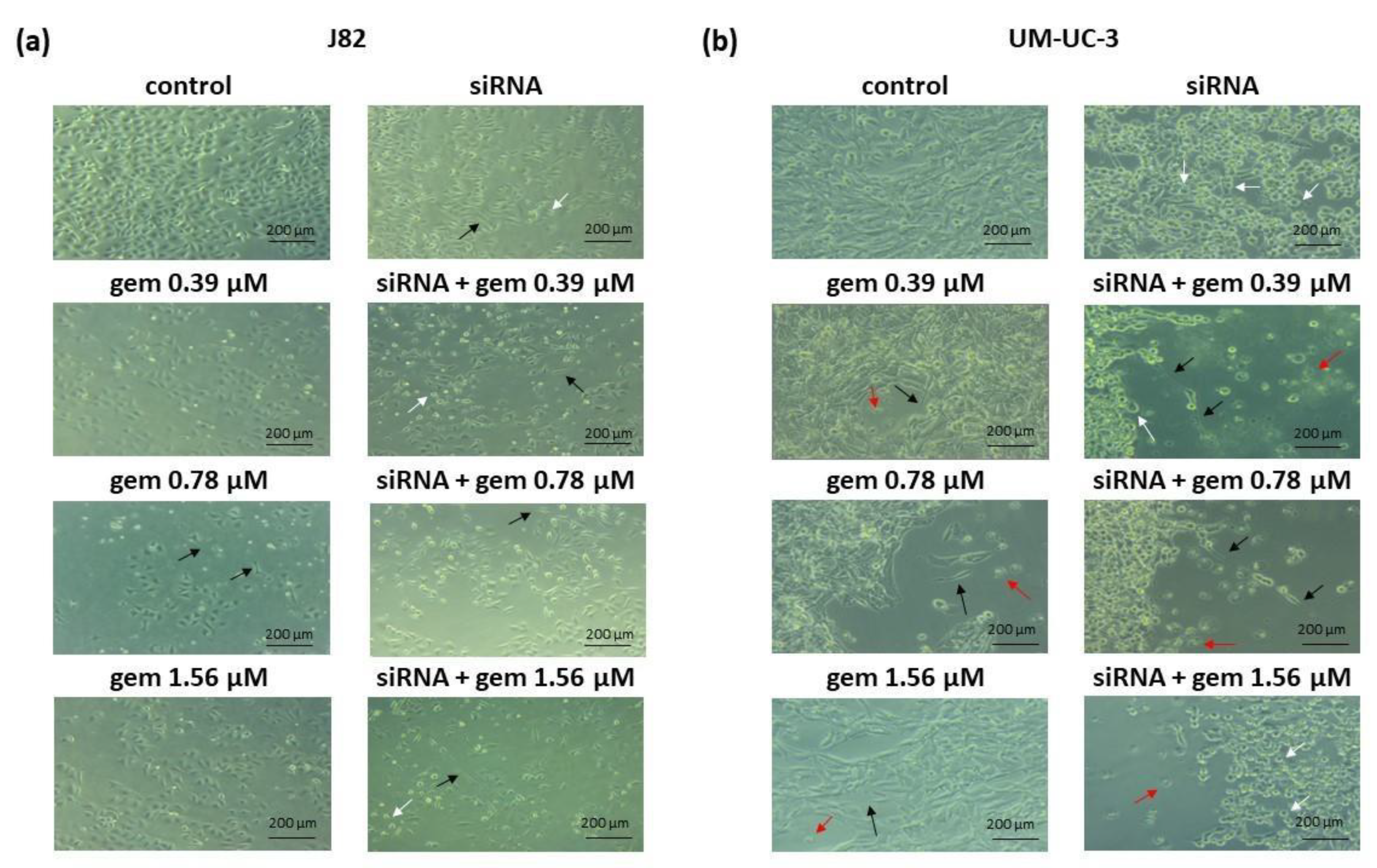 Molecules 28 02412 g003