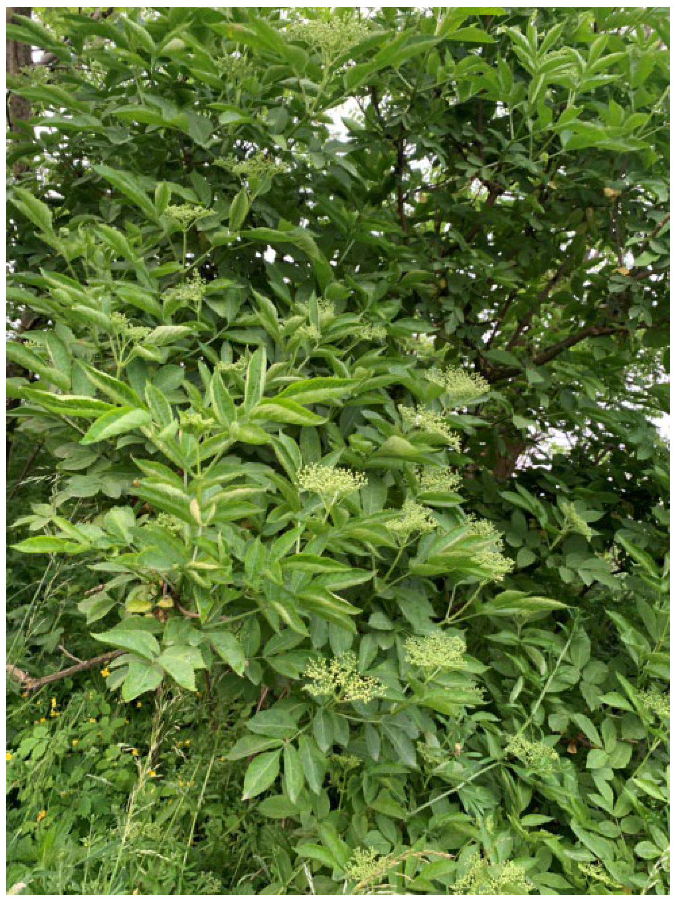 Molecules 28 06235 g001