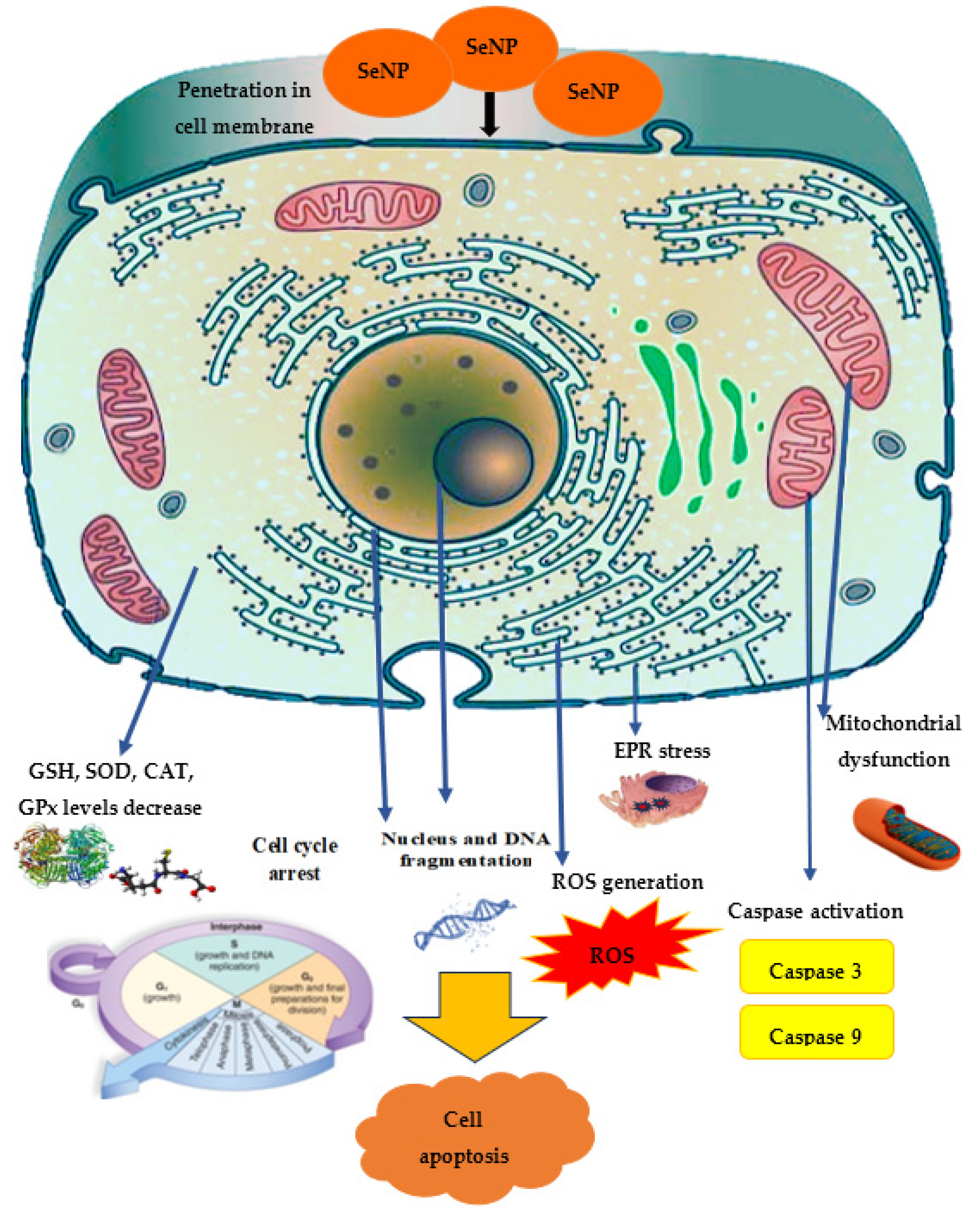 Molecules 28 08125 g005