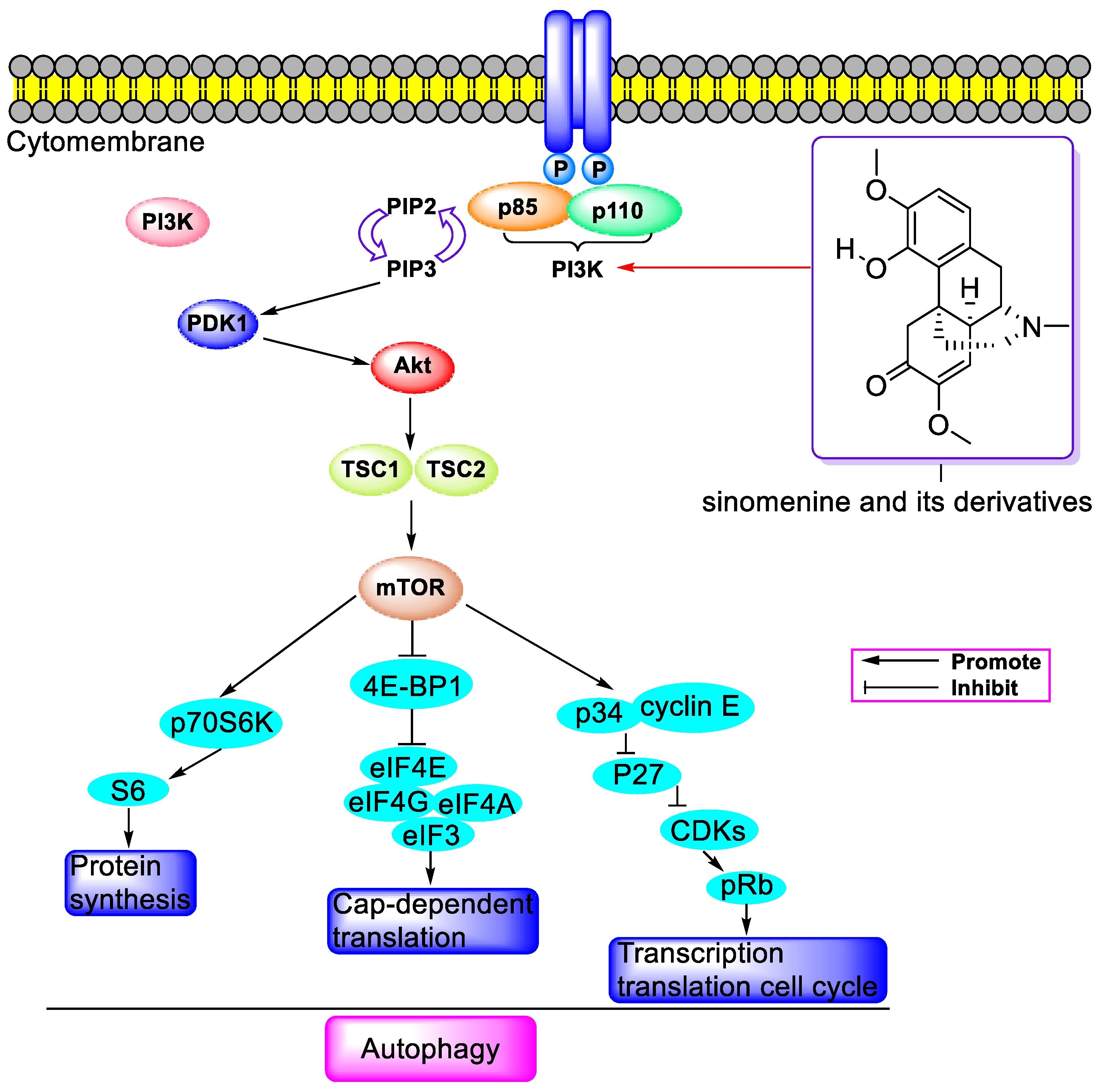 Molecules 29 00540 g005