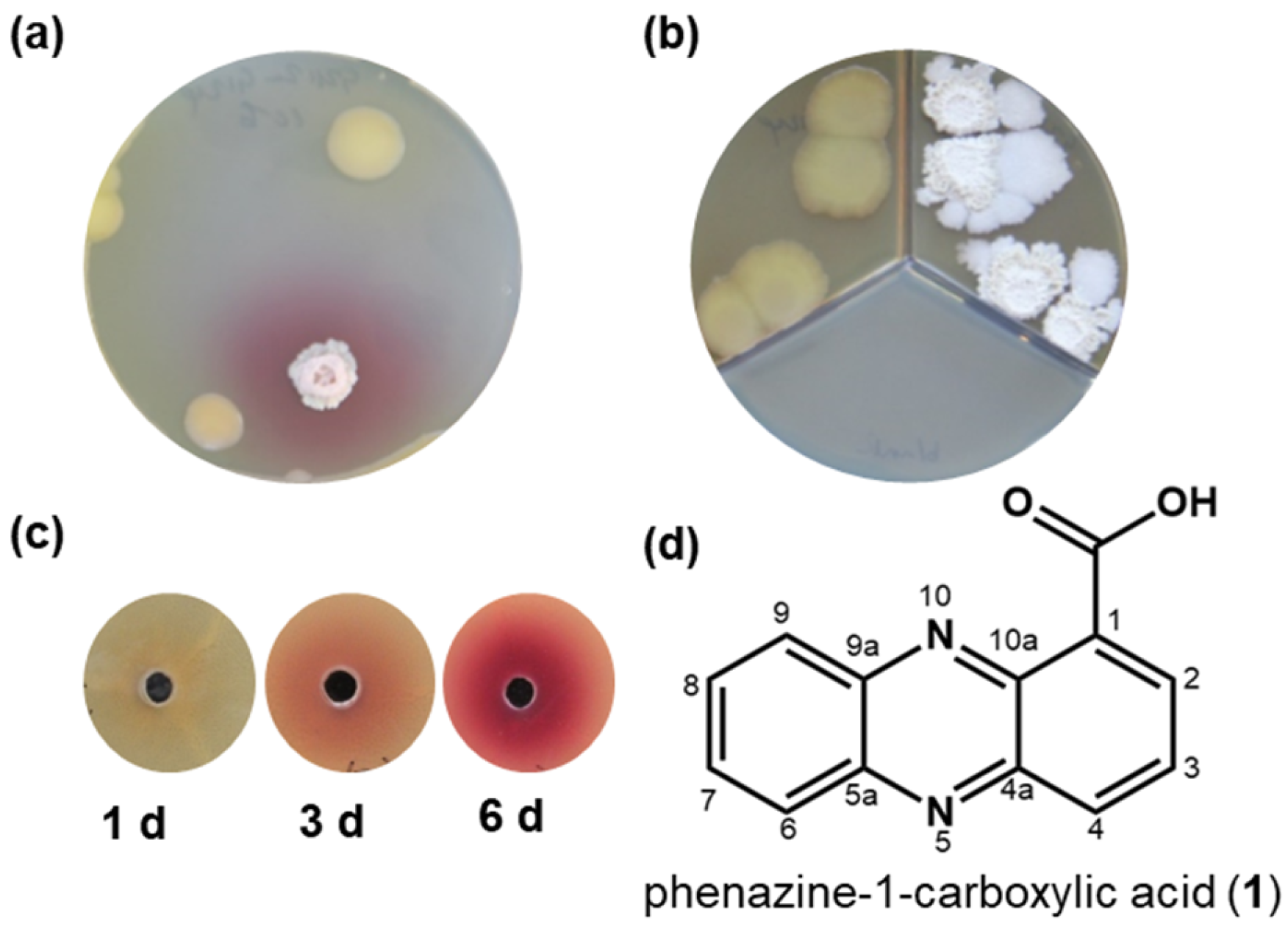 Molecules 29 00589 g001