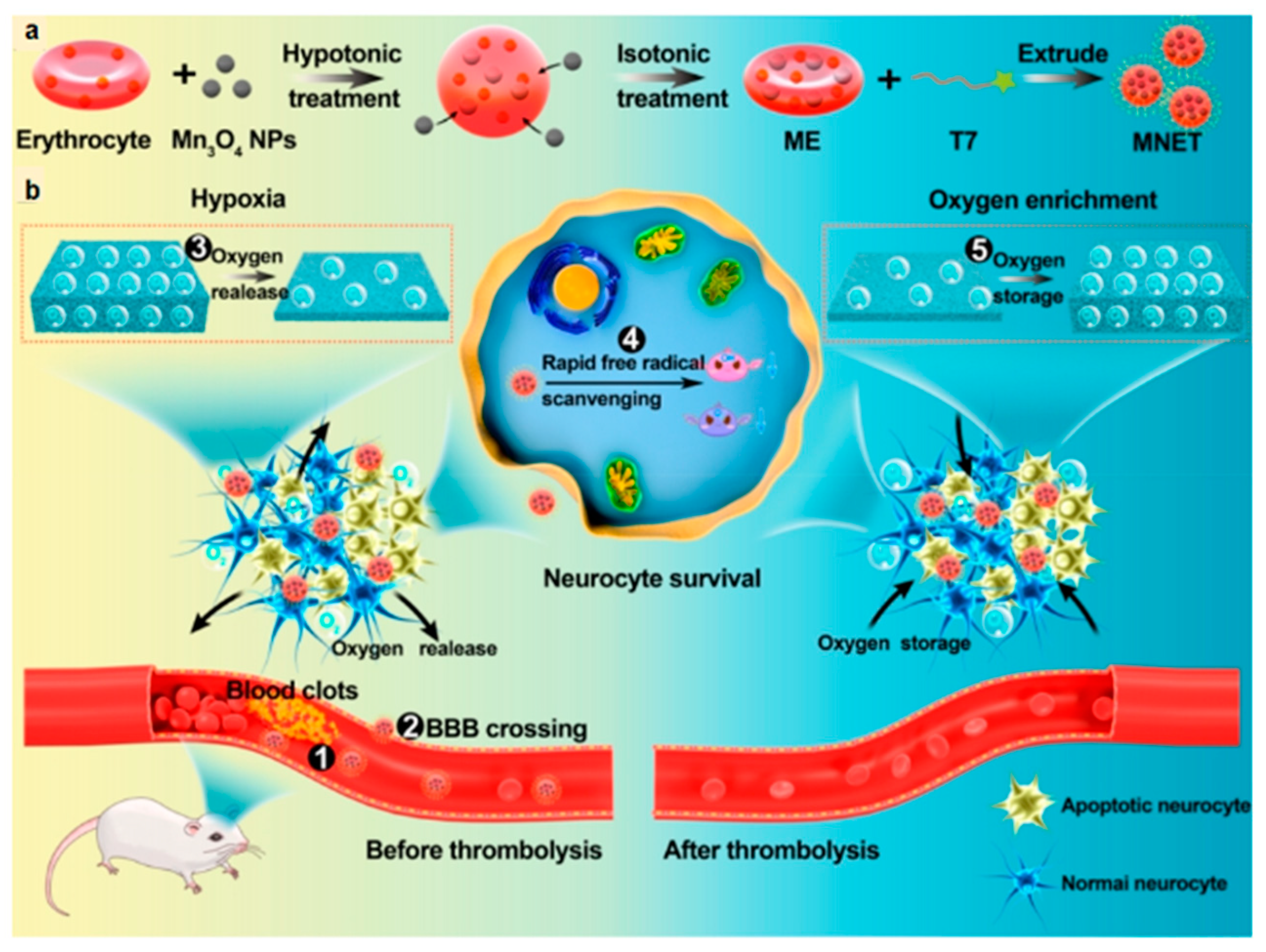 Molecules 29 01848 g006