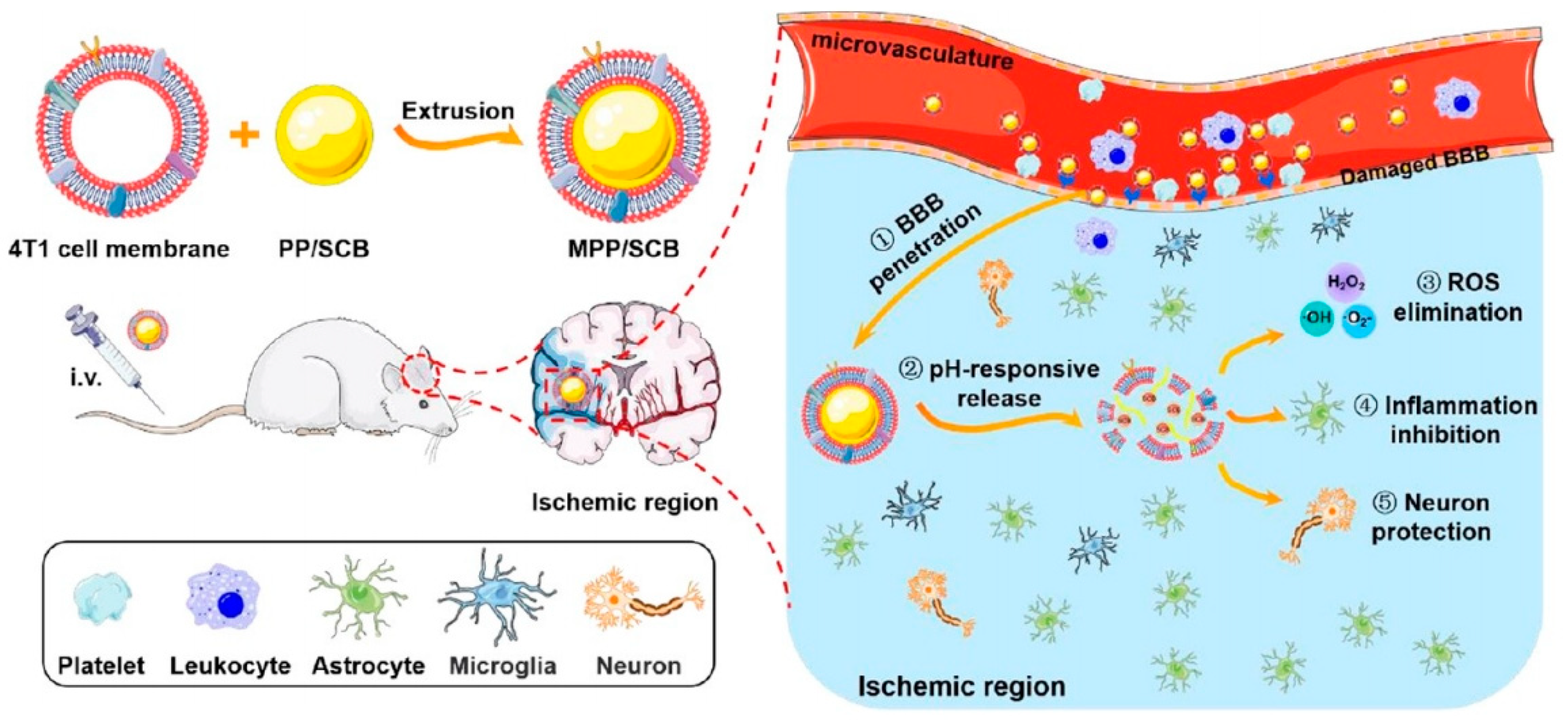 Molecules 29 01848 g010