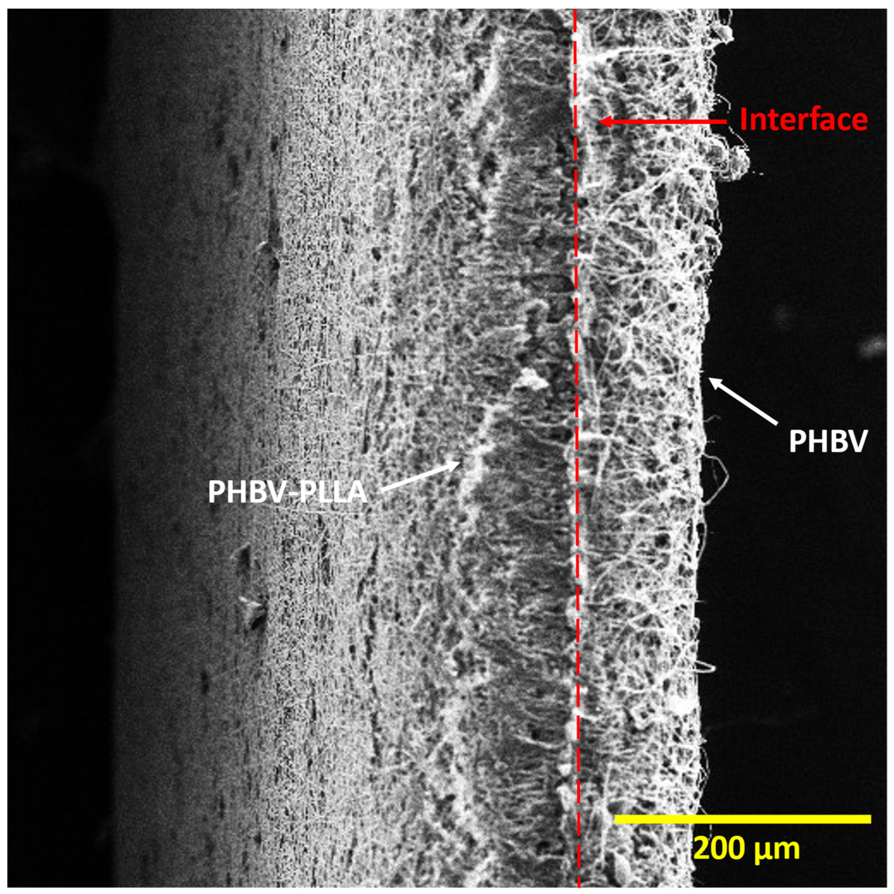 Molecules 29 02049 g002