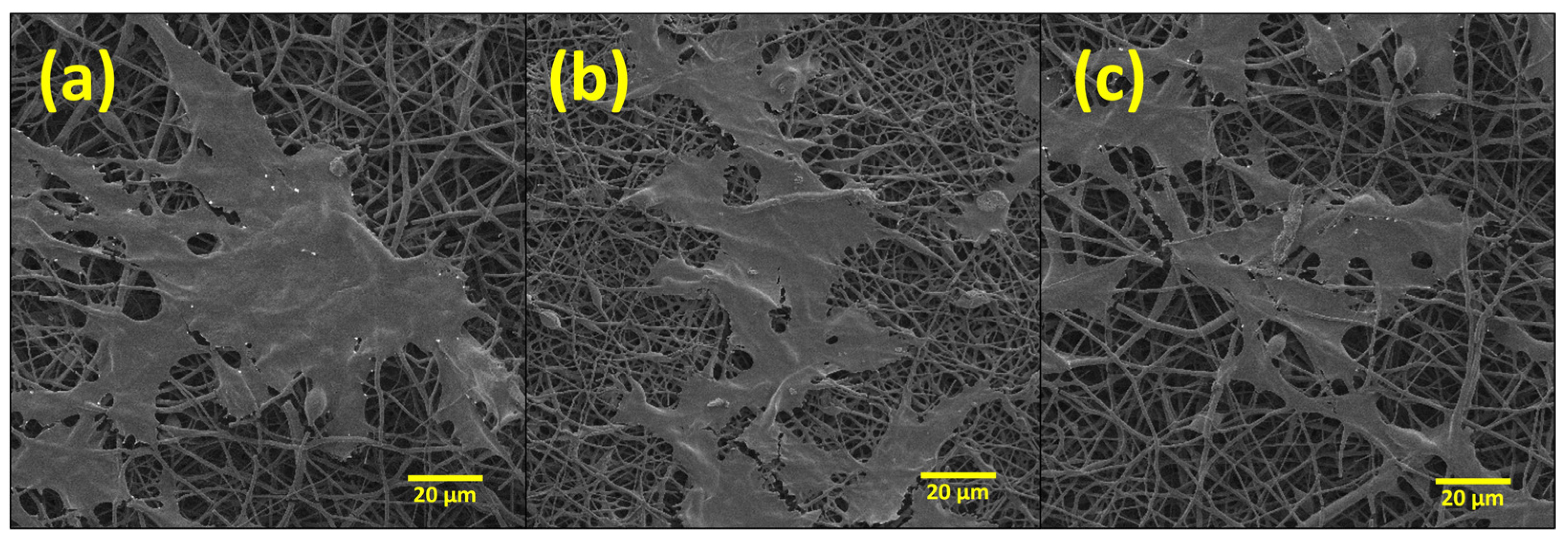 Molecules 29 02049 g007