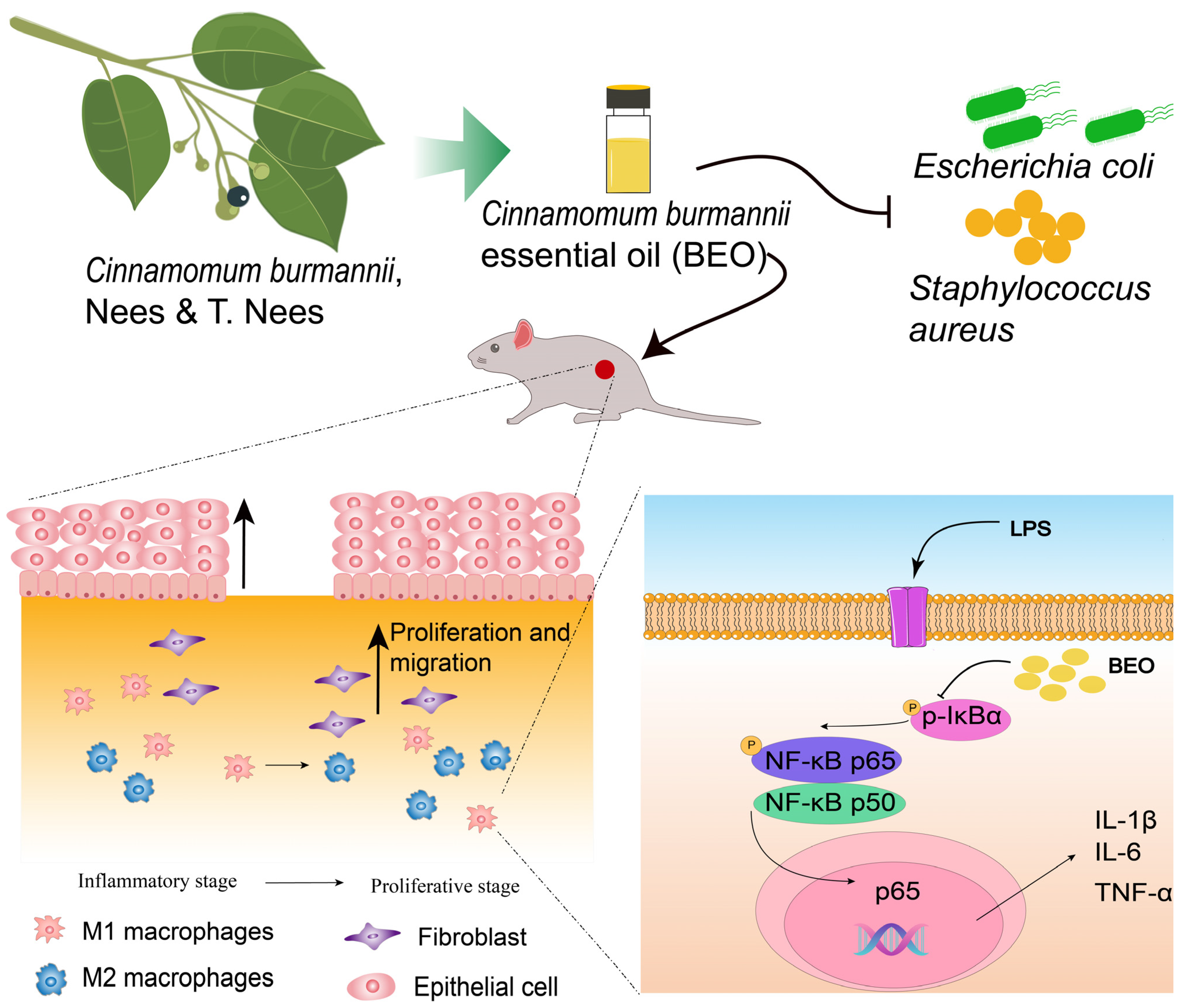 Molecules 29 02080 g007