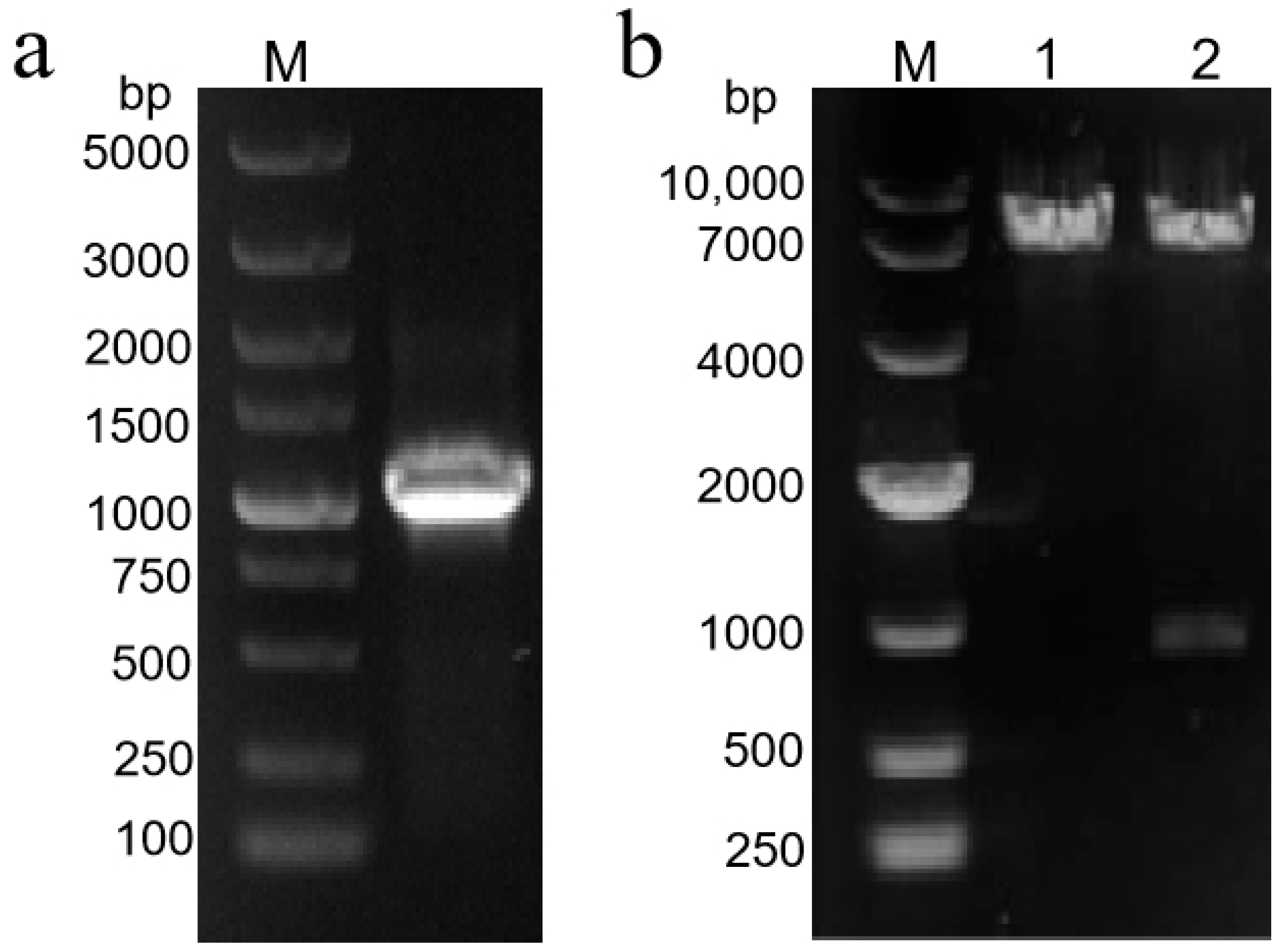 Molecules 29 02196 g007 Molecules 29 02196 g007