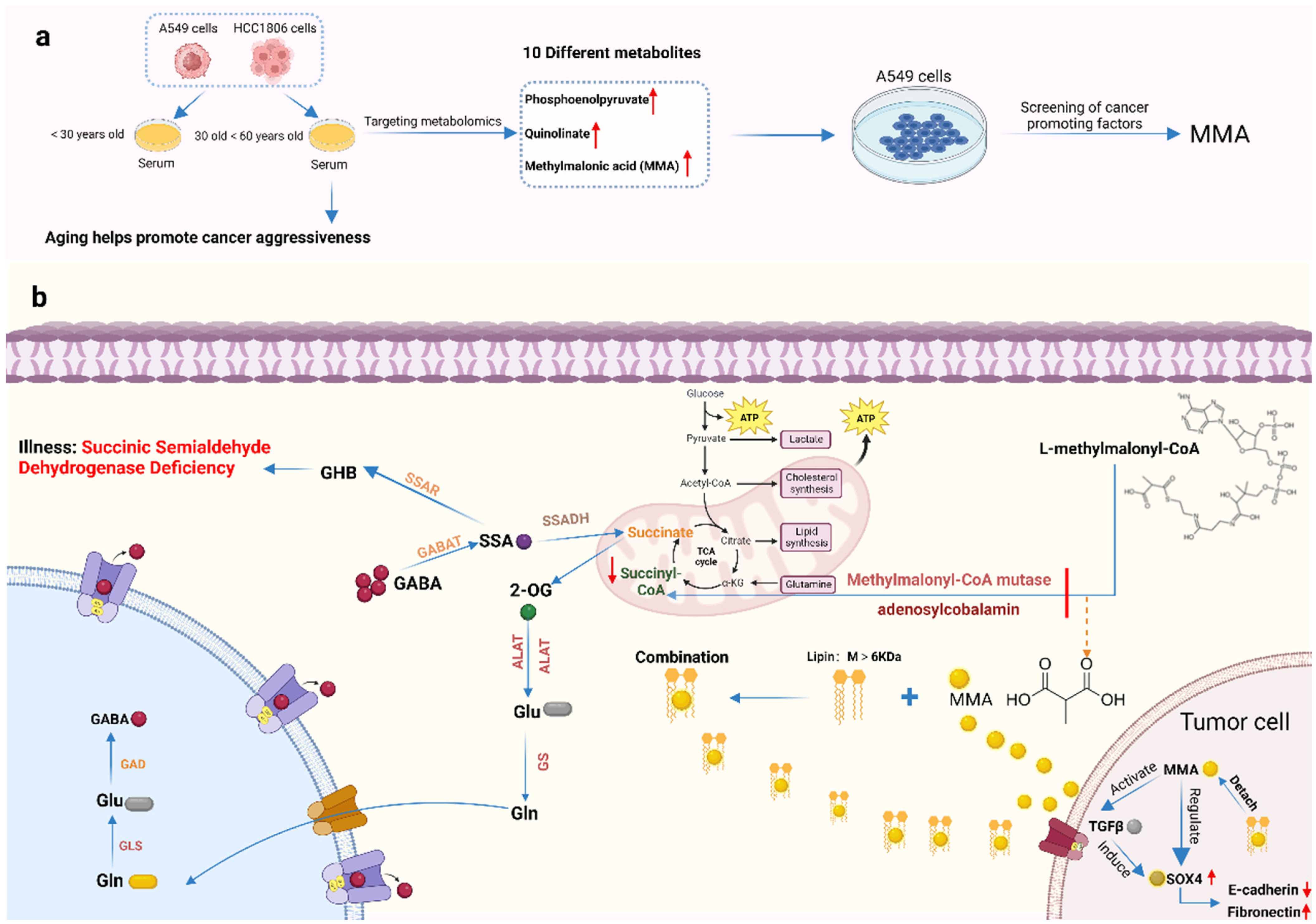 Molecules 29 02198 g006