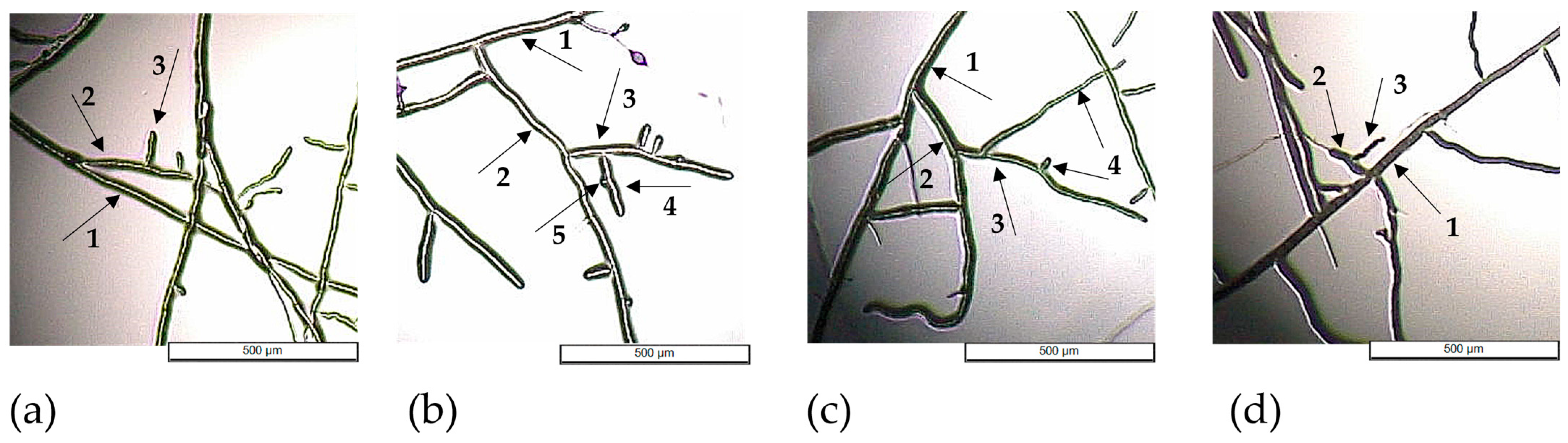 Molecules 29 02283 g006 Molecules 29 02283 g006