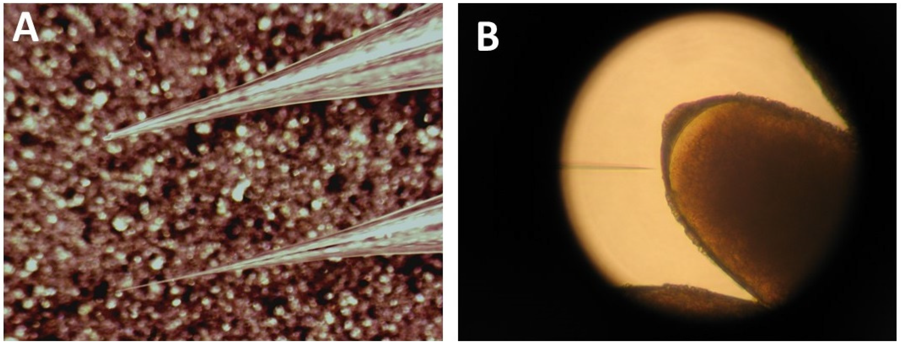 Mps 03 00031 g005 Mps 03 00031 g005