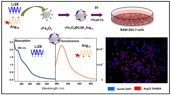 Iron Oxide Nanoparticles Coated with a Phosphorothioate Oligonucleotide and a Cationic Peptide: Exploring Four Different Ways of Surface Functionalization Iron Oxide Nanoparticles Coated with a Phosphorothioate Oligonucleotide and a Cationic Peptide: Exploring Four Different Ways of Surface Functionalization