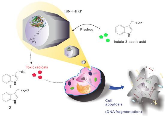 Utilization of Enzyme-Immobilized Mesoporous Silica Nanocontainers IBN-4 in Prodrug-Activated Cancer Theranostics Utilization of Enzyme-Immobilized Mesoporous Silica Nanocontainers IBN-4 in Prodrug-Activated Cancer Theranostics