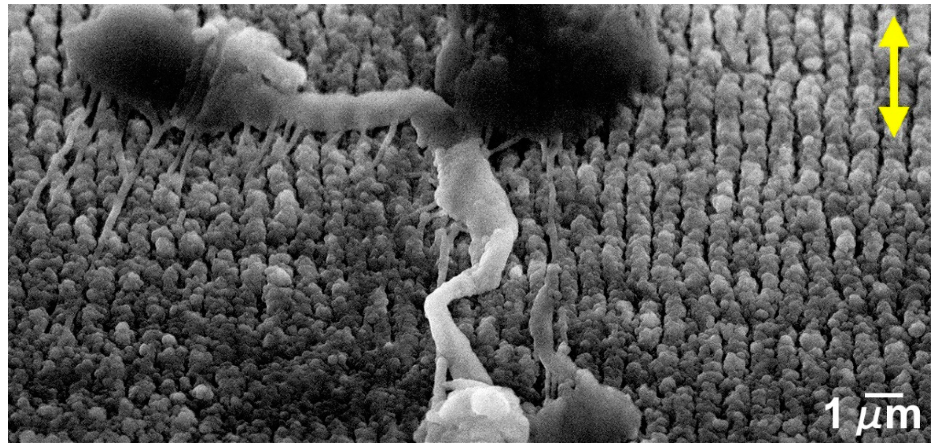 Nanomaterials 09 01237 g013