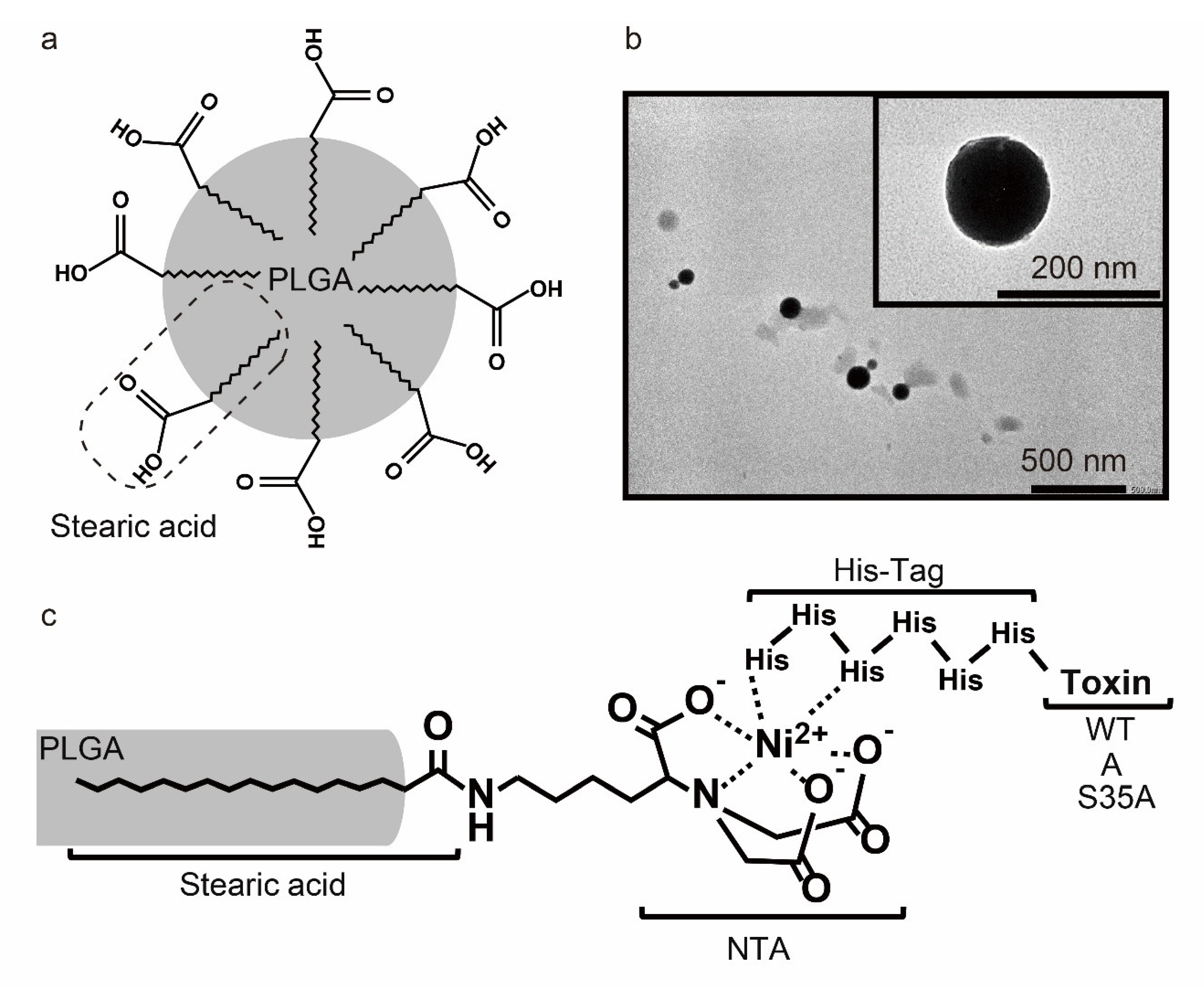 Nanomaterials 12 02161 g002