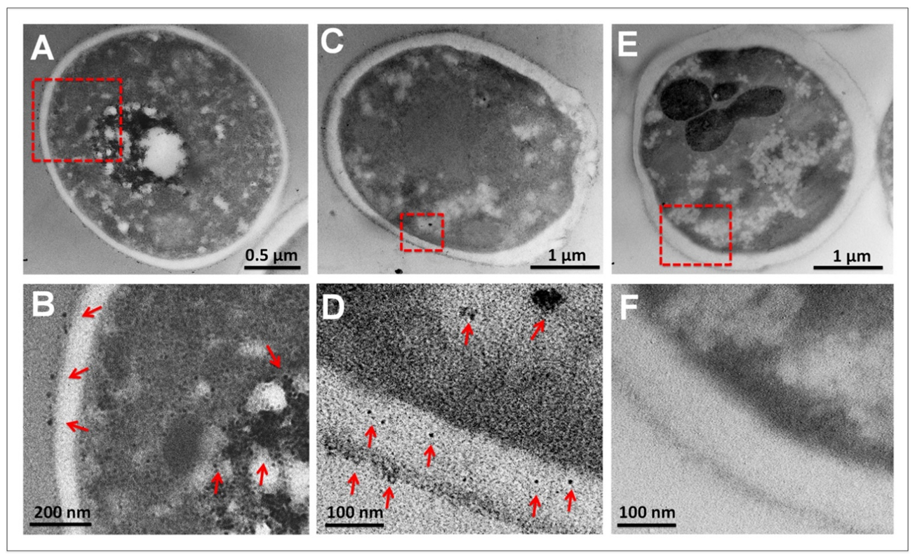 Nanomaterials 12 03856 g007