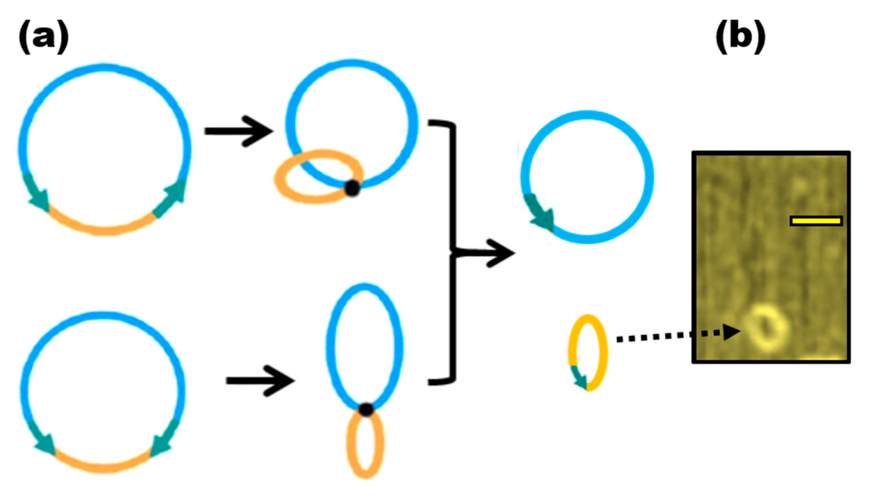 Nanomaterials 13 02449 g004