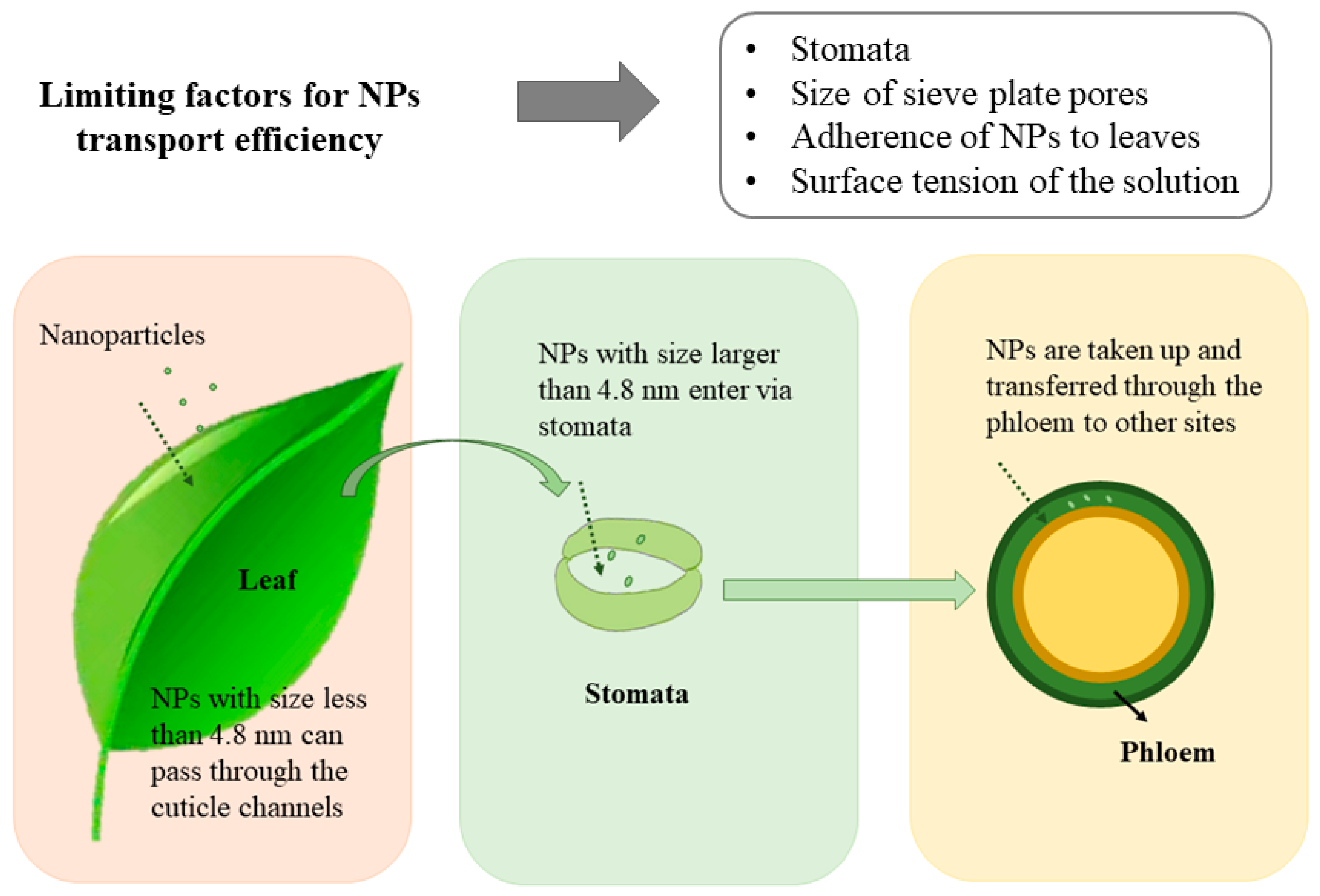 Nanomaterials 13 02906 g002