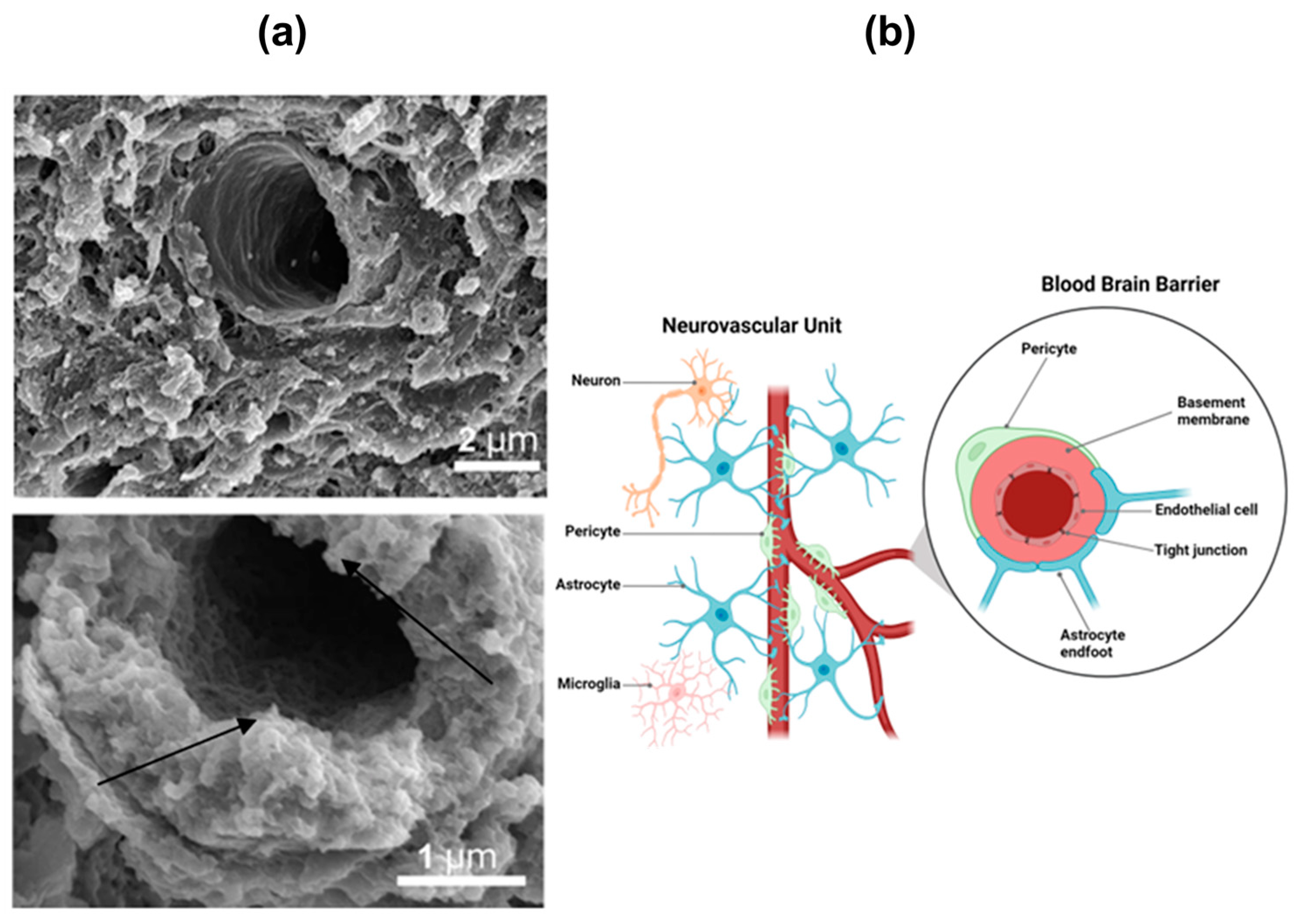 Nanomaterials 13 03004 g001