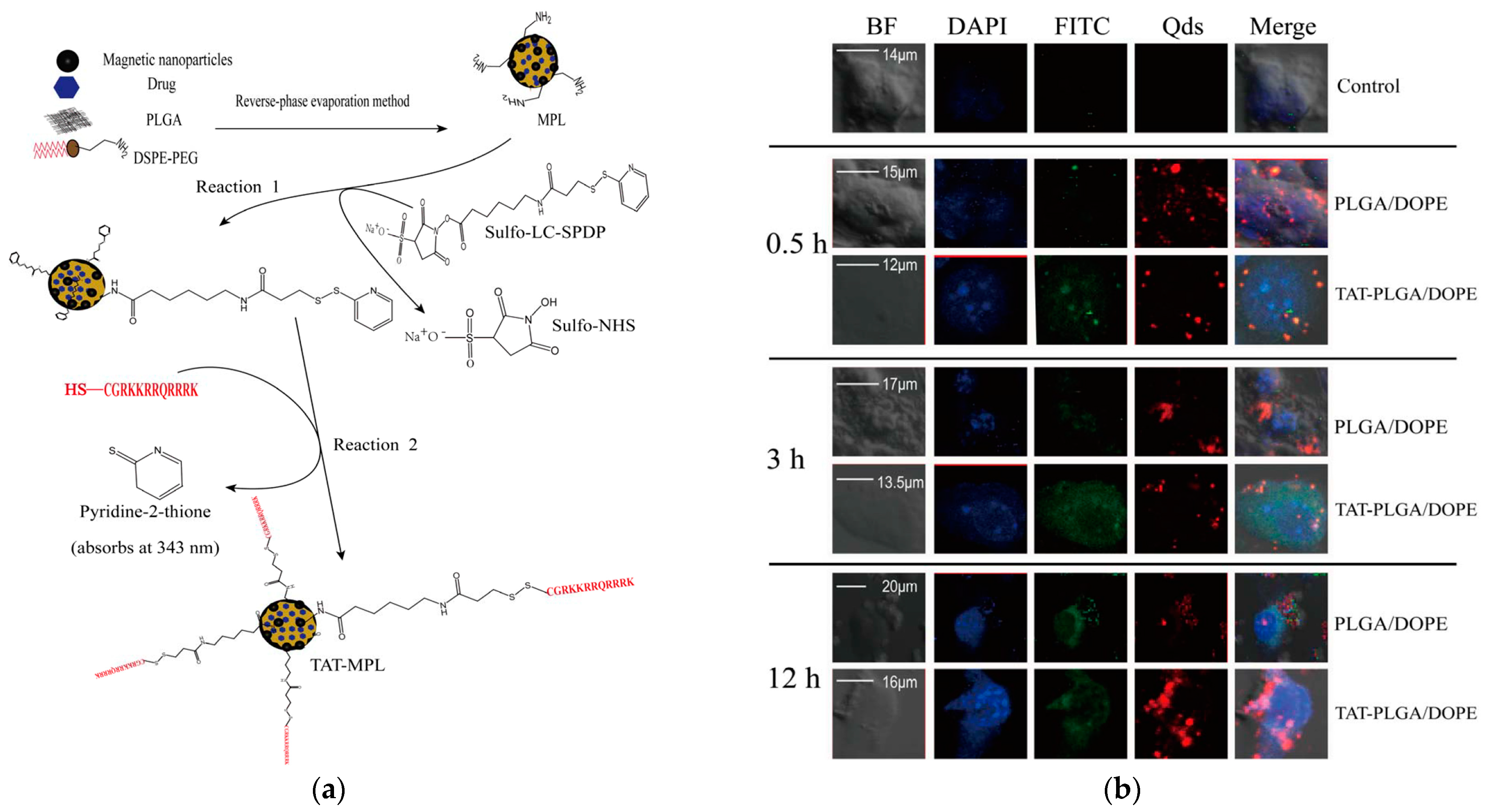 Nanomaterials 13 03004 g010