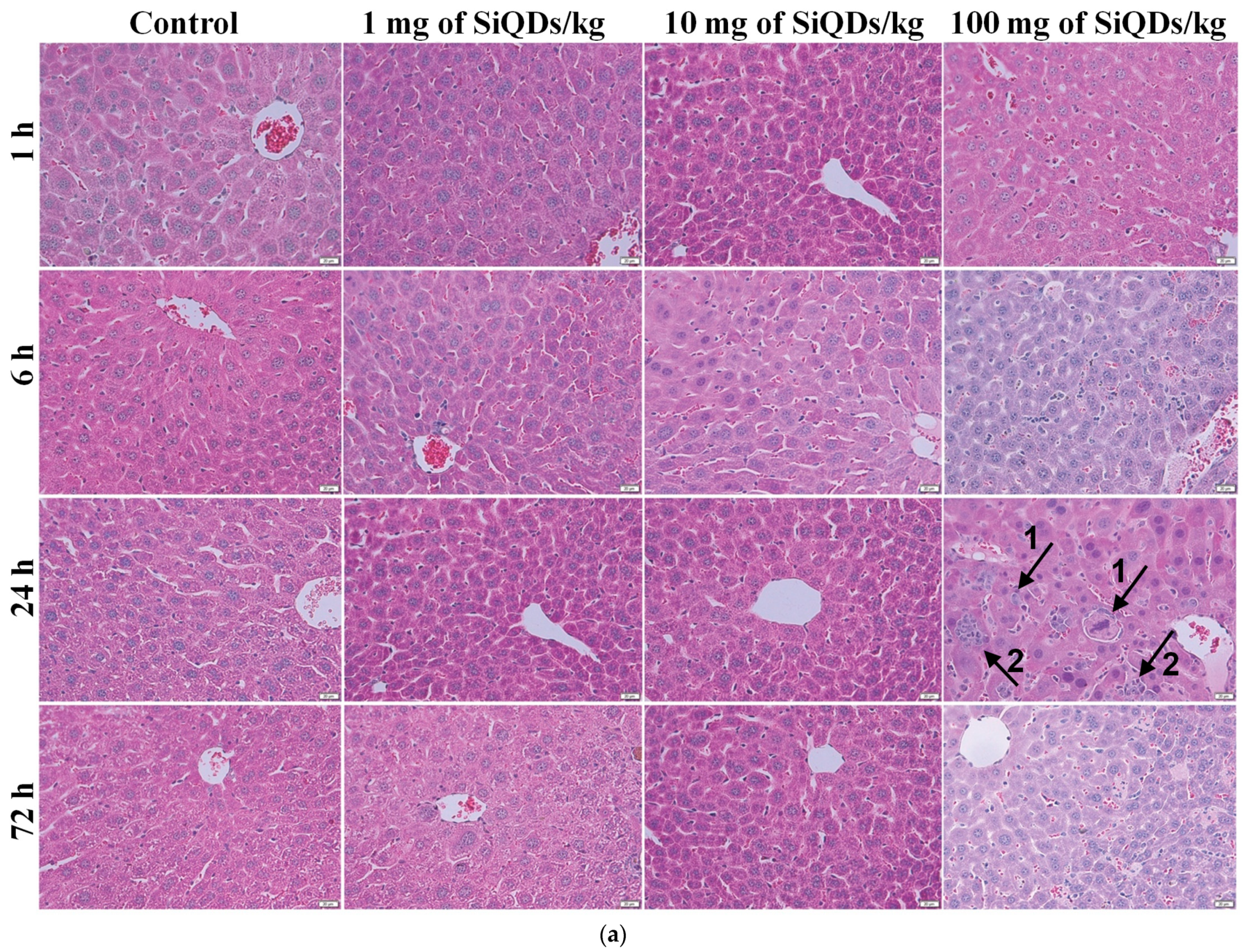 Nanomaterials 14 00457 g002a