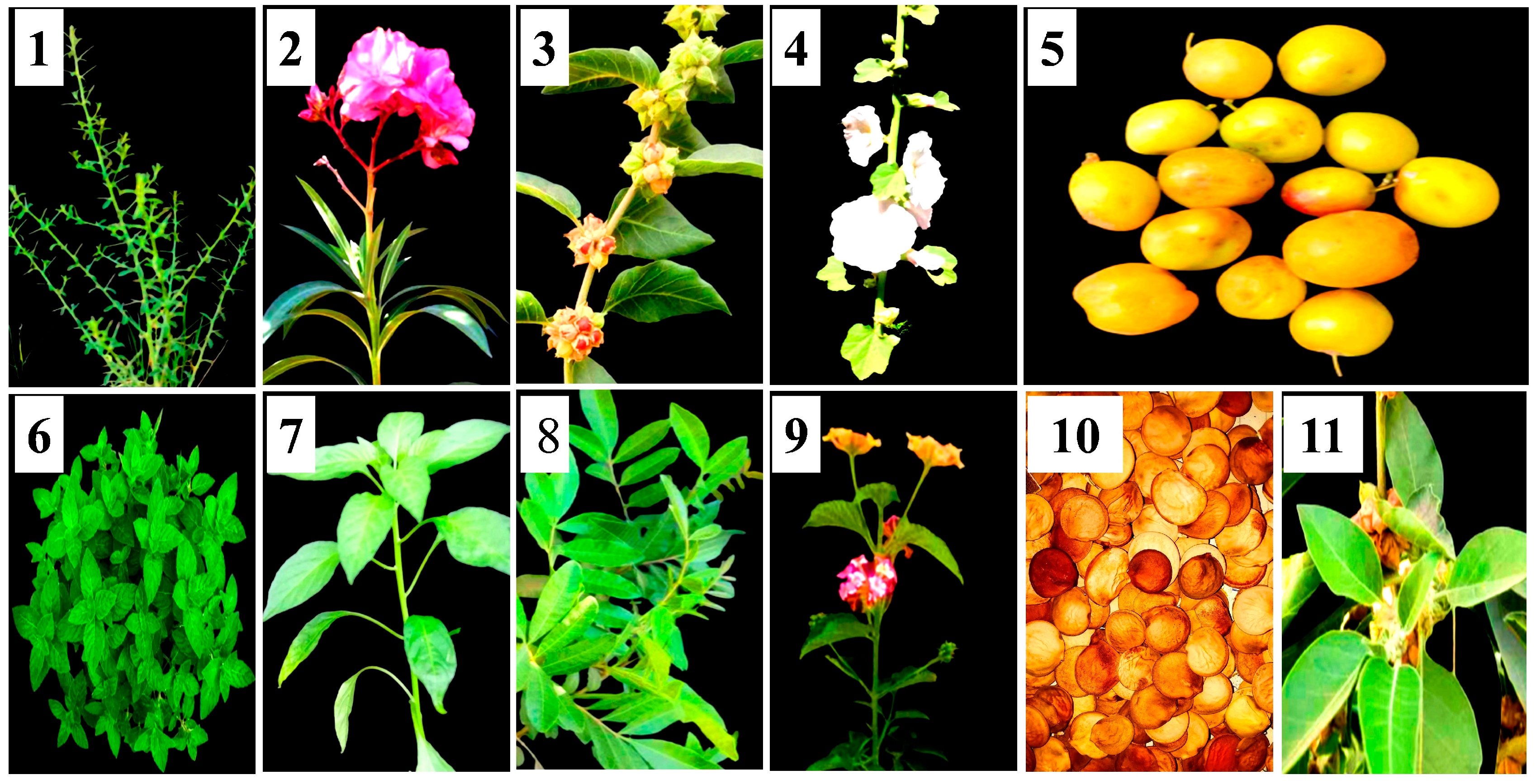 Nanomaterials 14 00710 g001