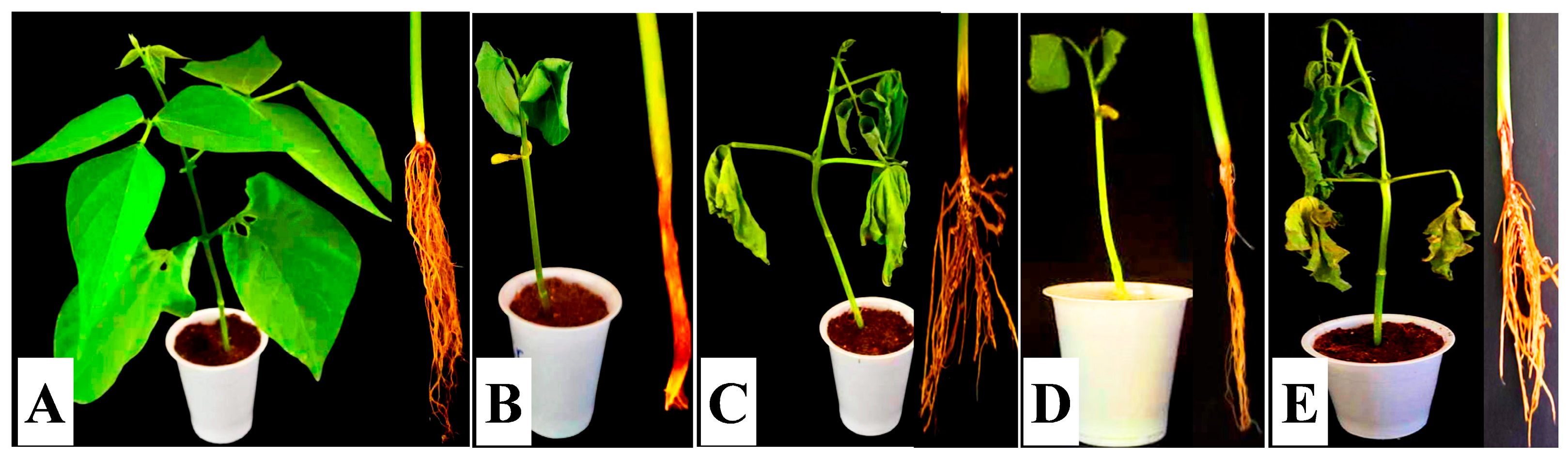 Nanomaterials 14 00710 g004