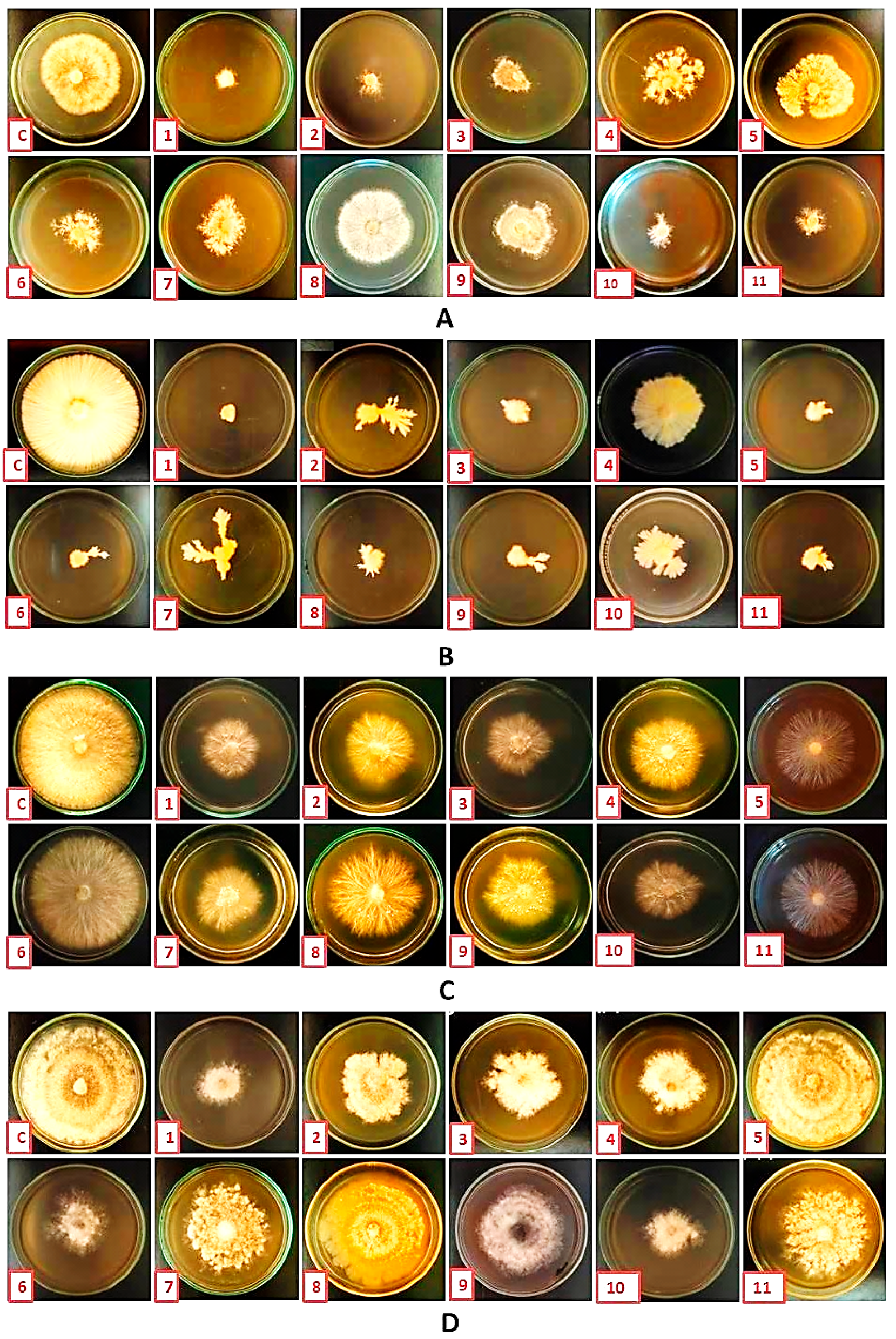 Nanomaterials 14 00710 g006
