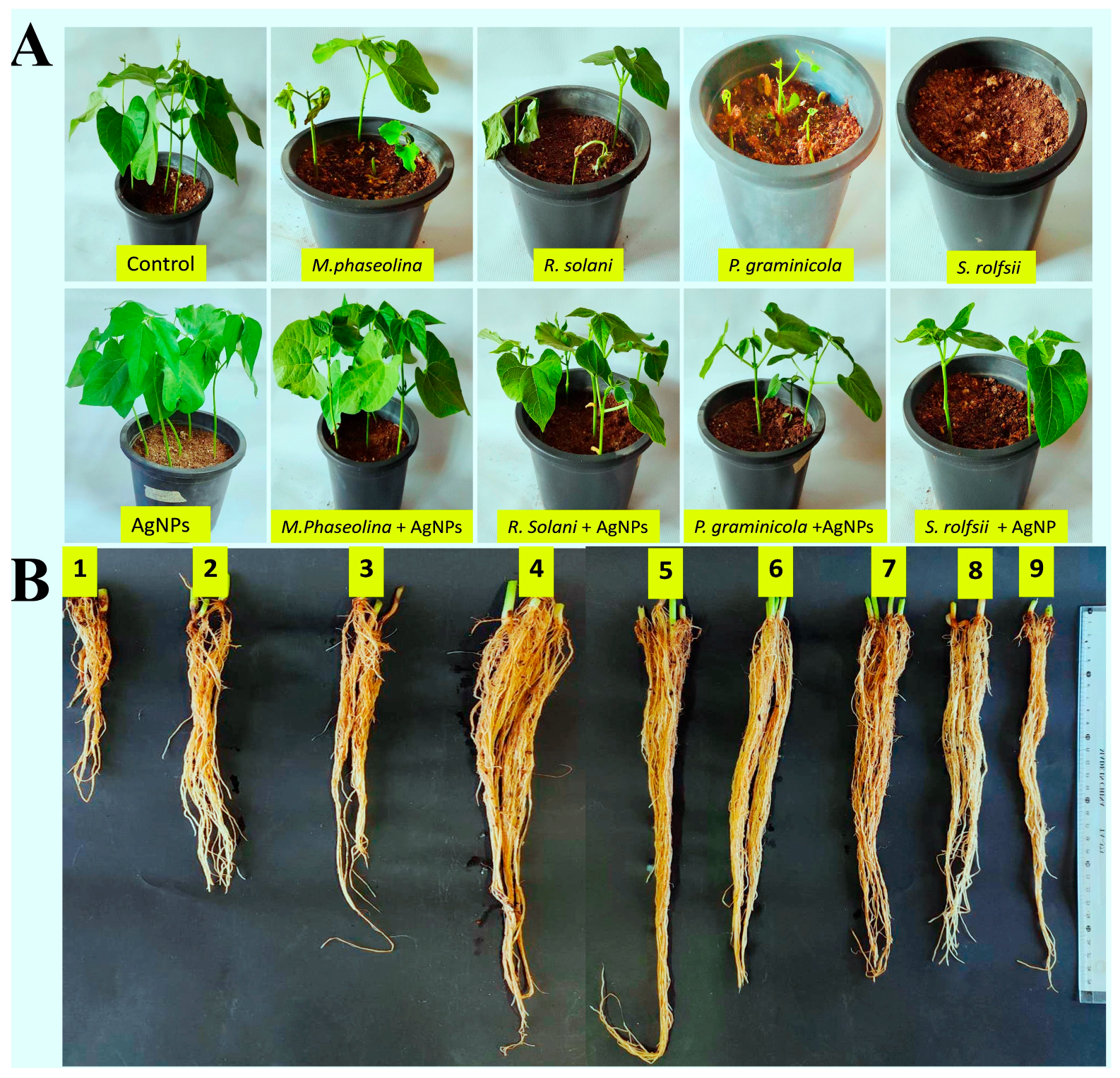 Nanomaterials 14 00710 g012