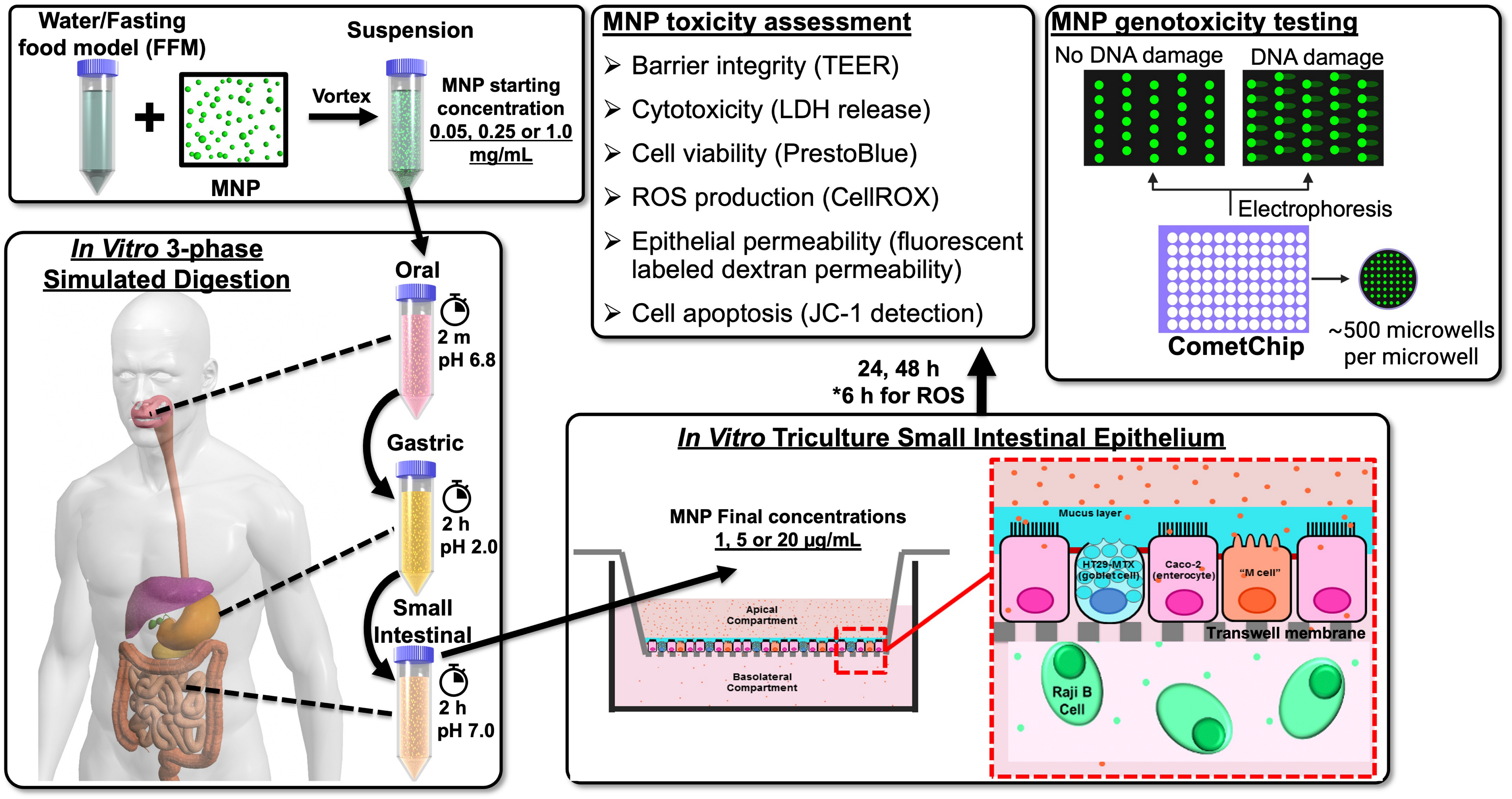 Nanomaterials 14 00807 g001