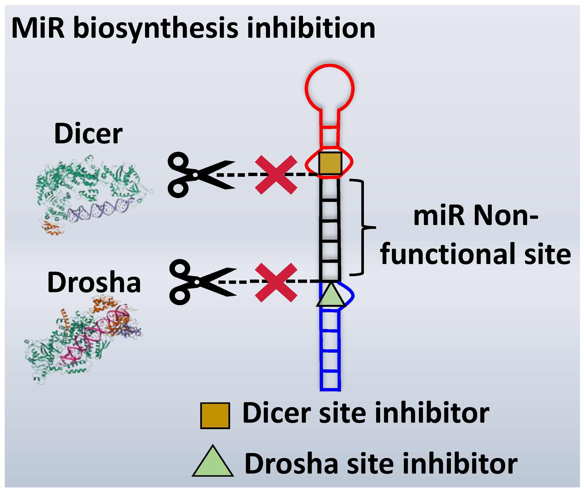 Ncrna Free Full Text Targeting Micrornas With Small Molecules