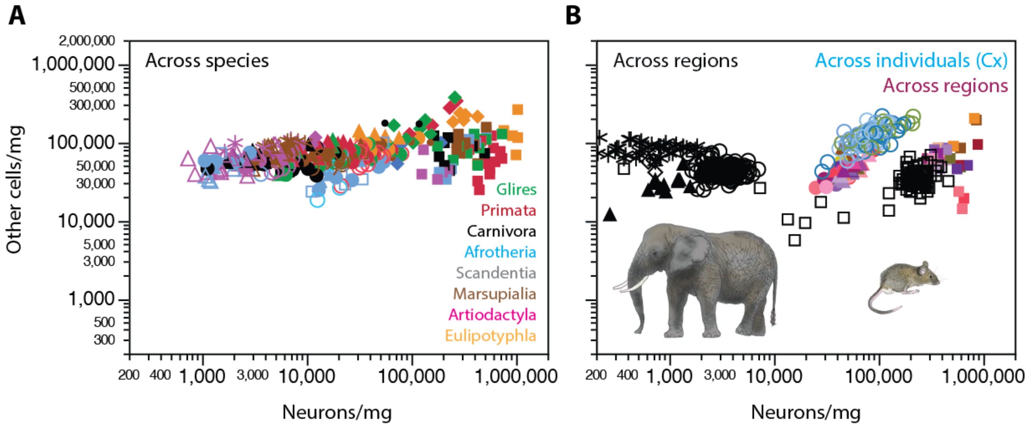 Neuroglia 01 00014 g006
