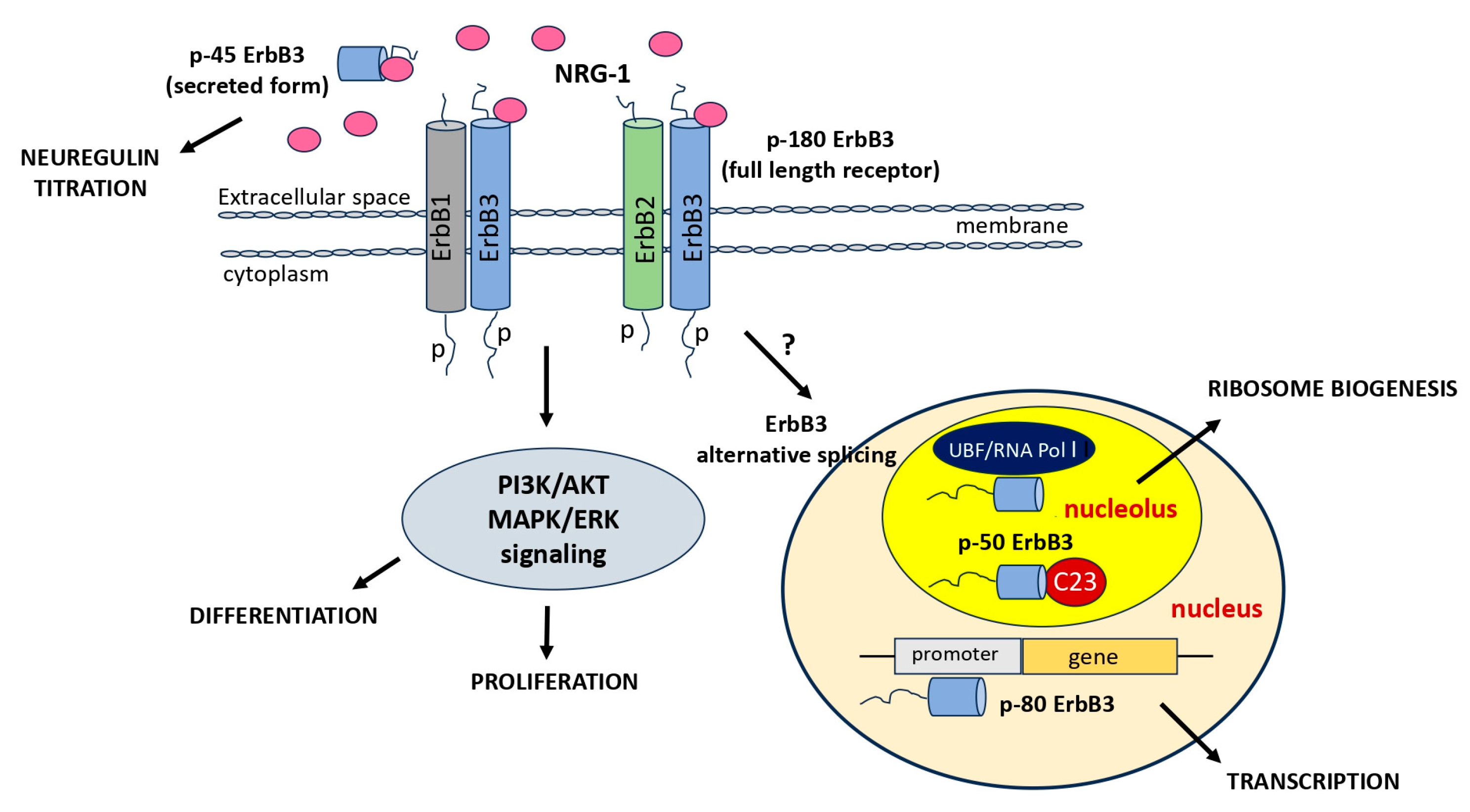 Neuroglia 04 00018 g004