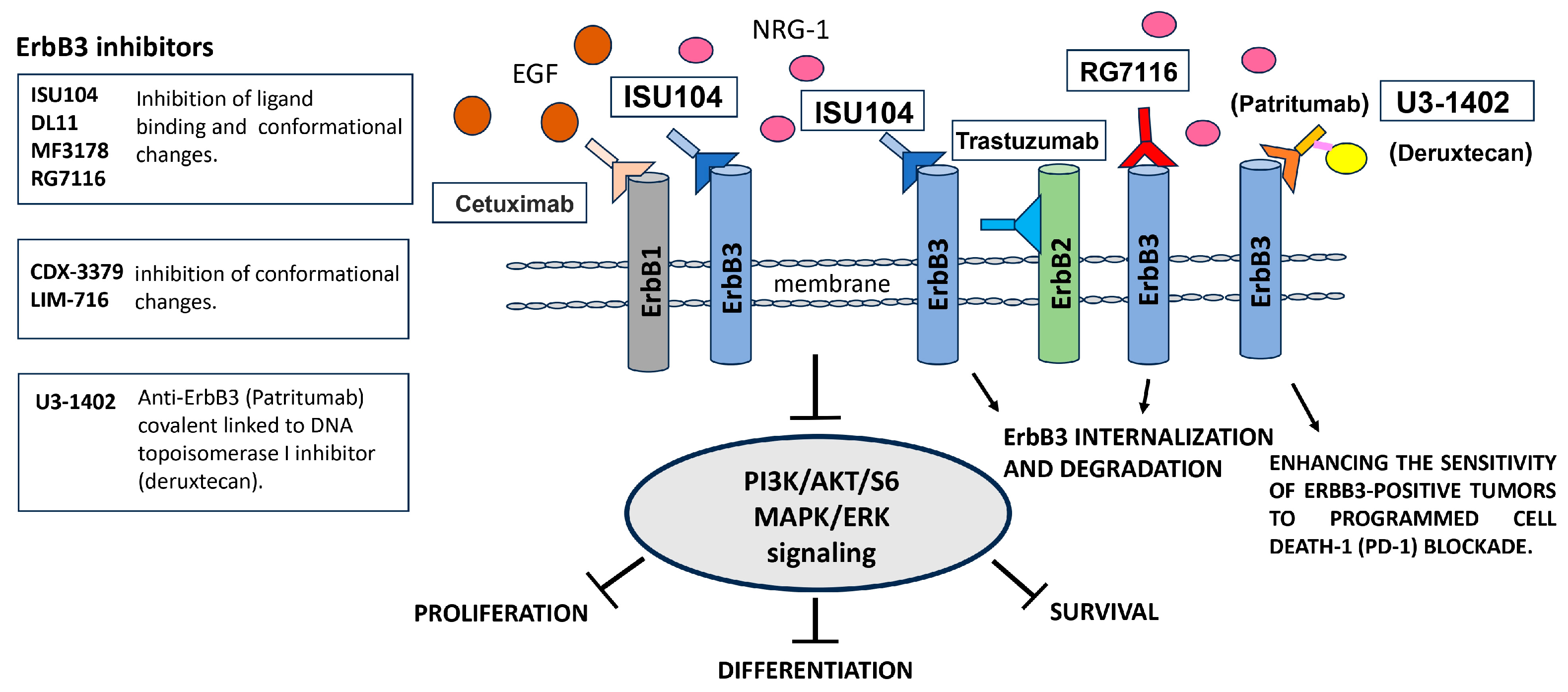 Neuroglia 04 00018 g005