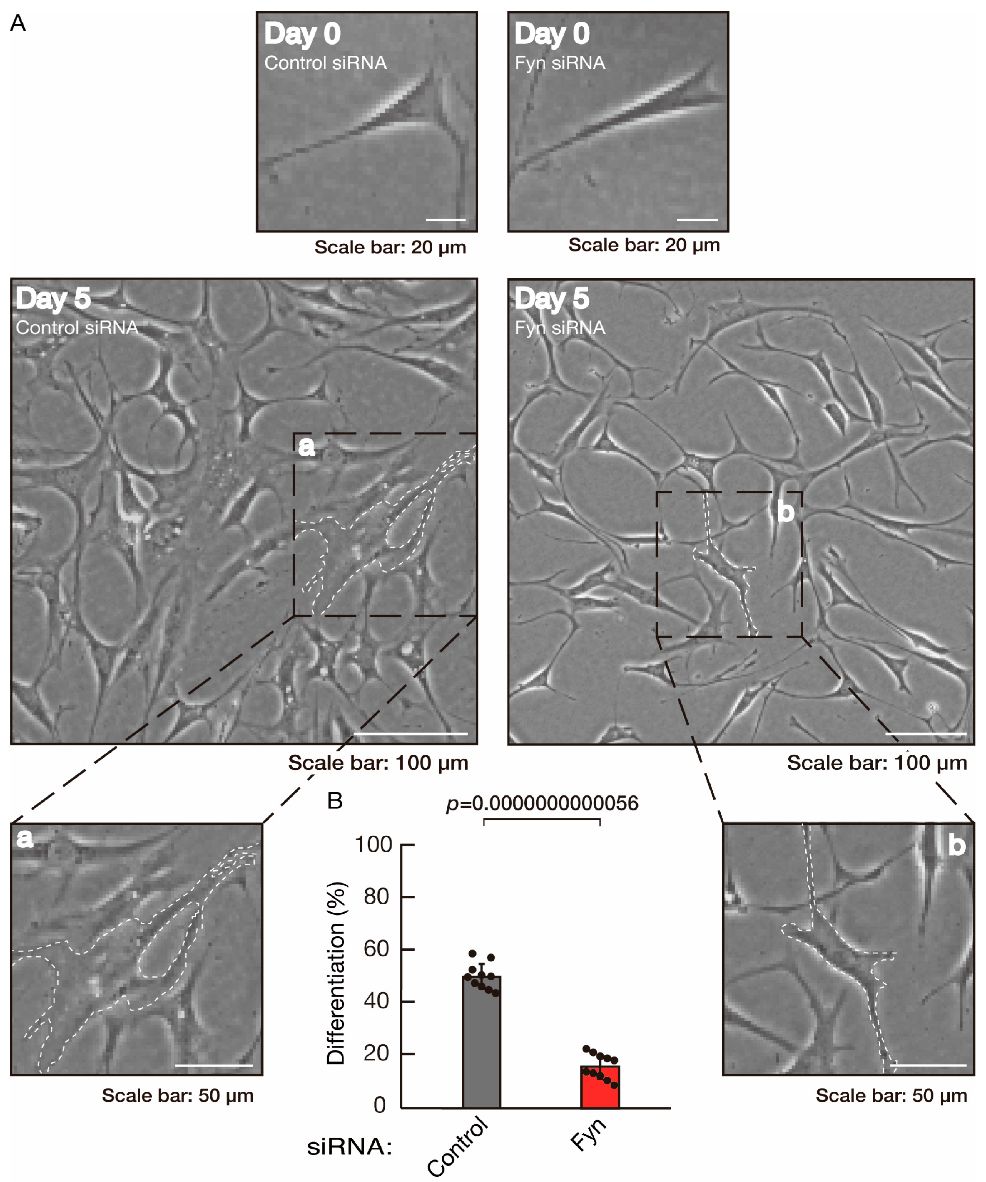 Neurolint 16 00003 g007