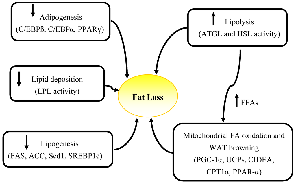 Ppar-Gamma Activation In The Fat Cell