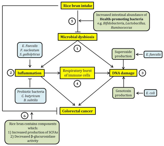 Current Hypothesis for the Relationship between Dietary Rice Bran Intake, the Intestinal Microbiota and Colorectal Cancer Prevention Current Hypothesis for the Relationship between Dietary Rice Bran Intake, the Intestinal Microbiota and Colorectal Cancer Prevention