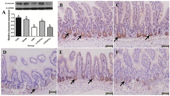 Effects of n-3 PUFAs on Intestinal Mucosa Innate Immunity and Intestinal Microbiota in Mice after Hemorrhagic Shock Resuscitation Effects of n-3 PUFAs on Intestinal Mucosa Innate Immunity and Intestinal Microbiota in Mice after Hemorrhagic Shock Resuscitation