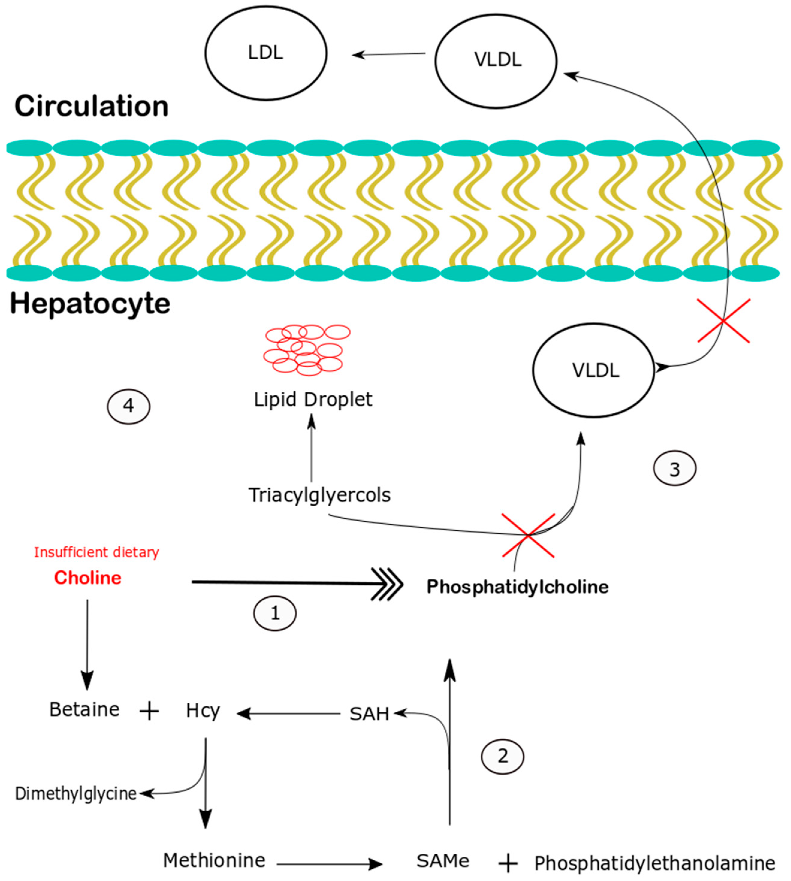 Nutrients 10 00653 g005