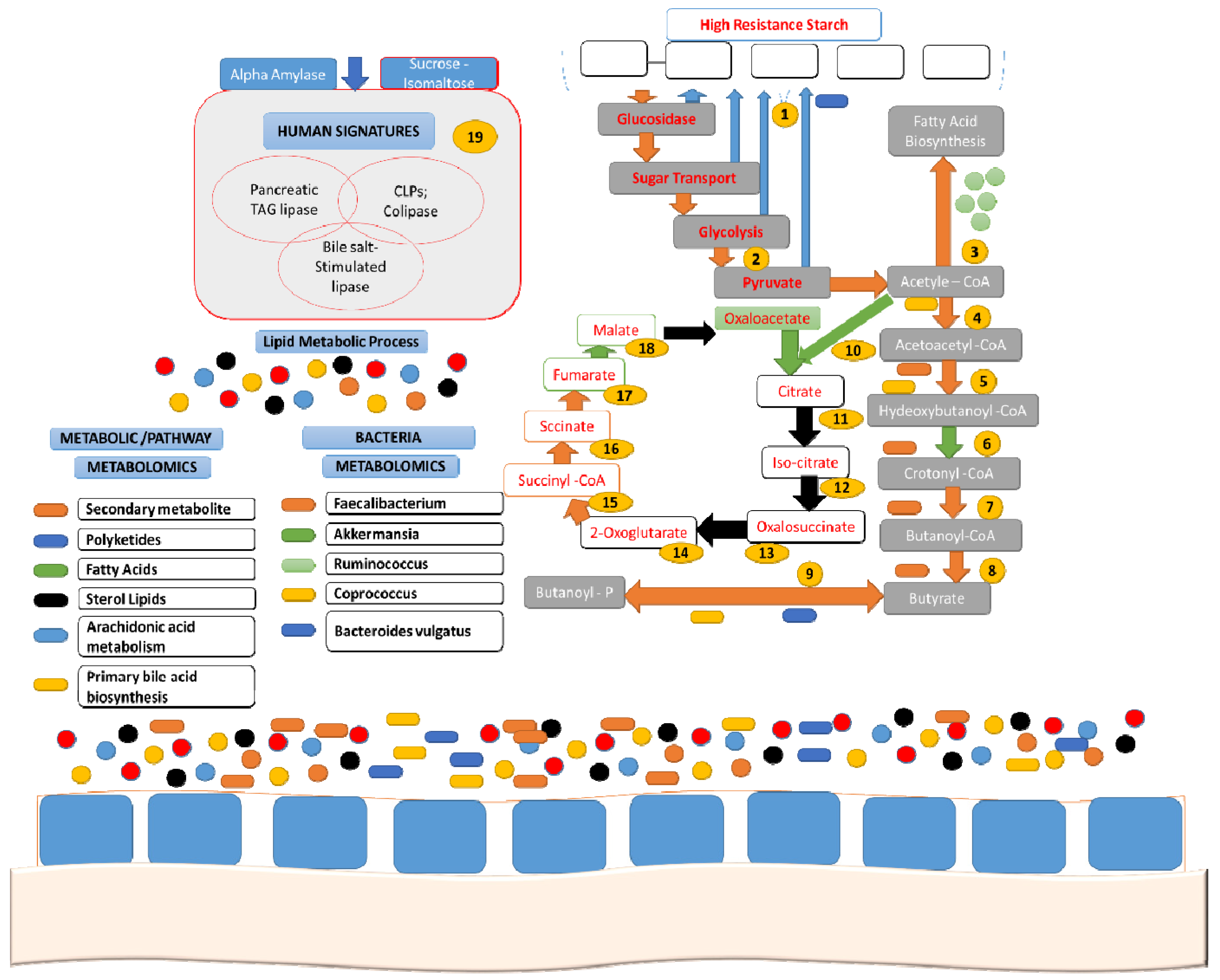 Nutrients 11 01497 g004