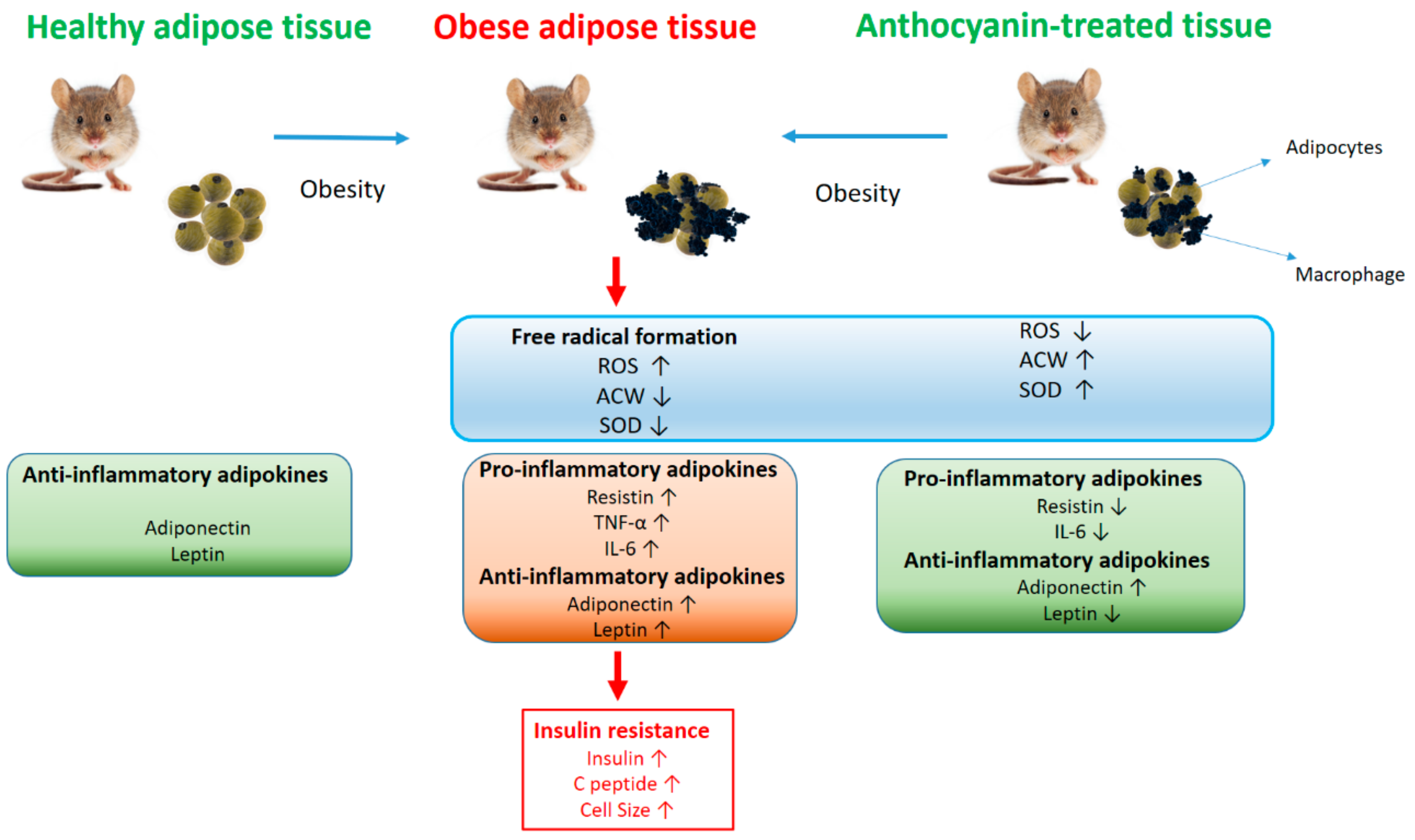 Nutrients 11 01966 g009 Nutrients 11 01966 g009